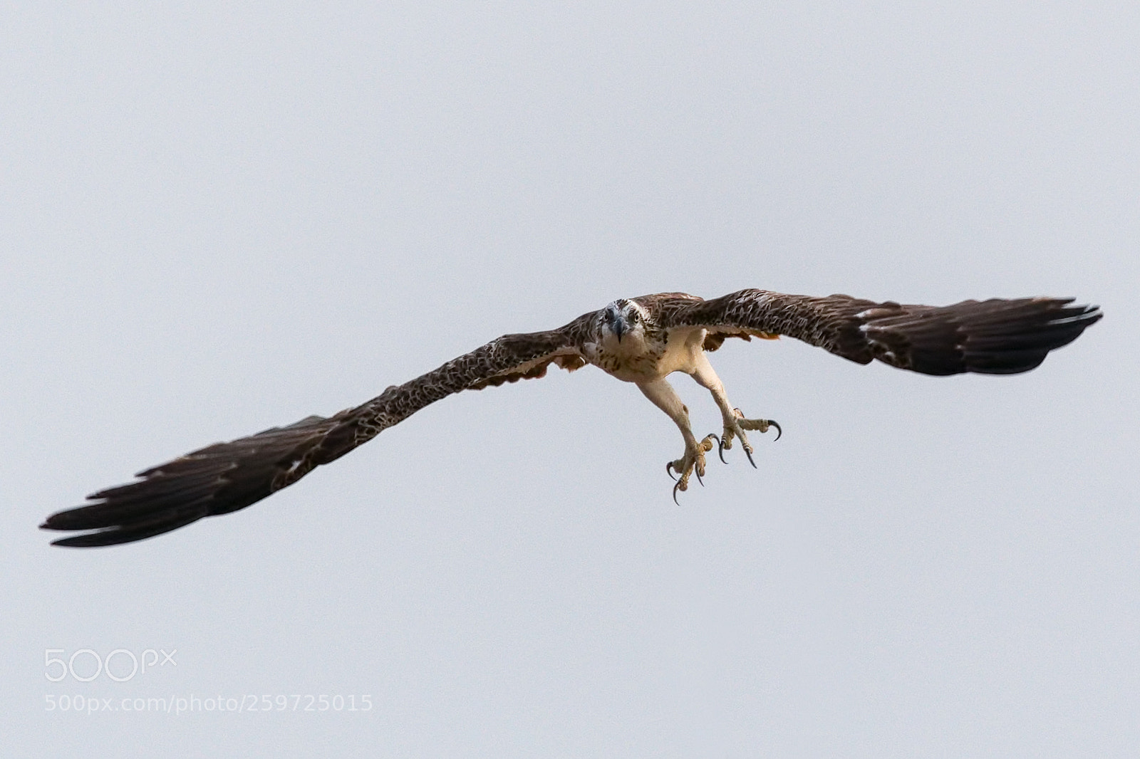 Nikon D500 sample photo. Bird in flight photography