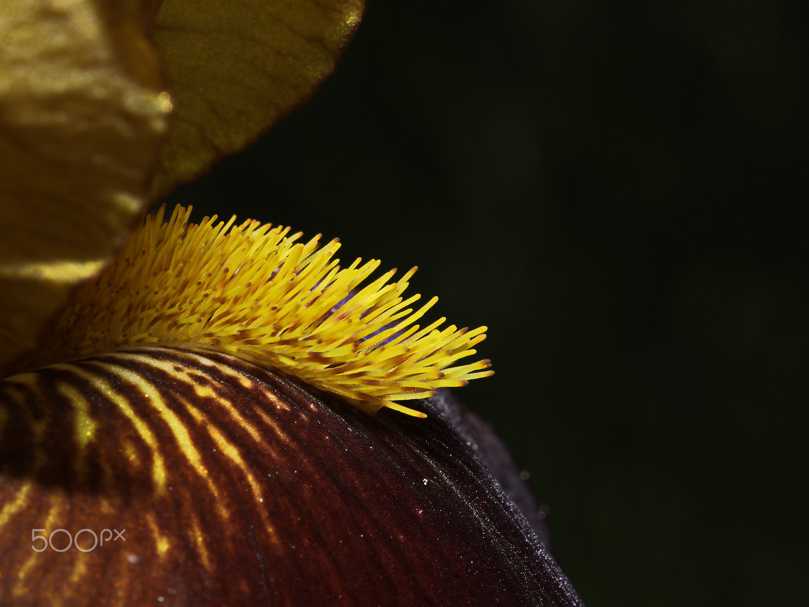 Panasonic Lumix DMC-GX8 sample photo. Pistil de lys photography