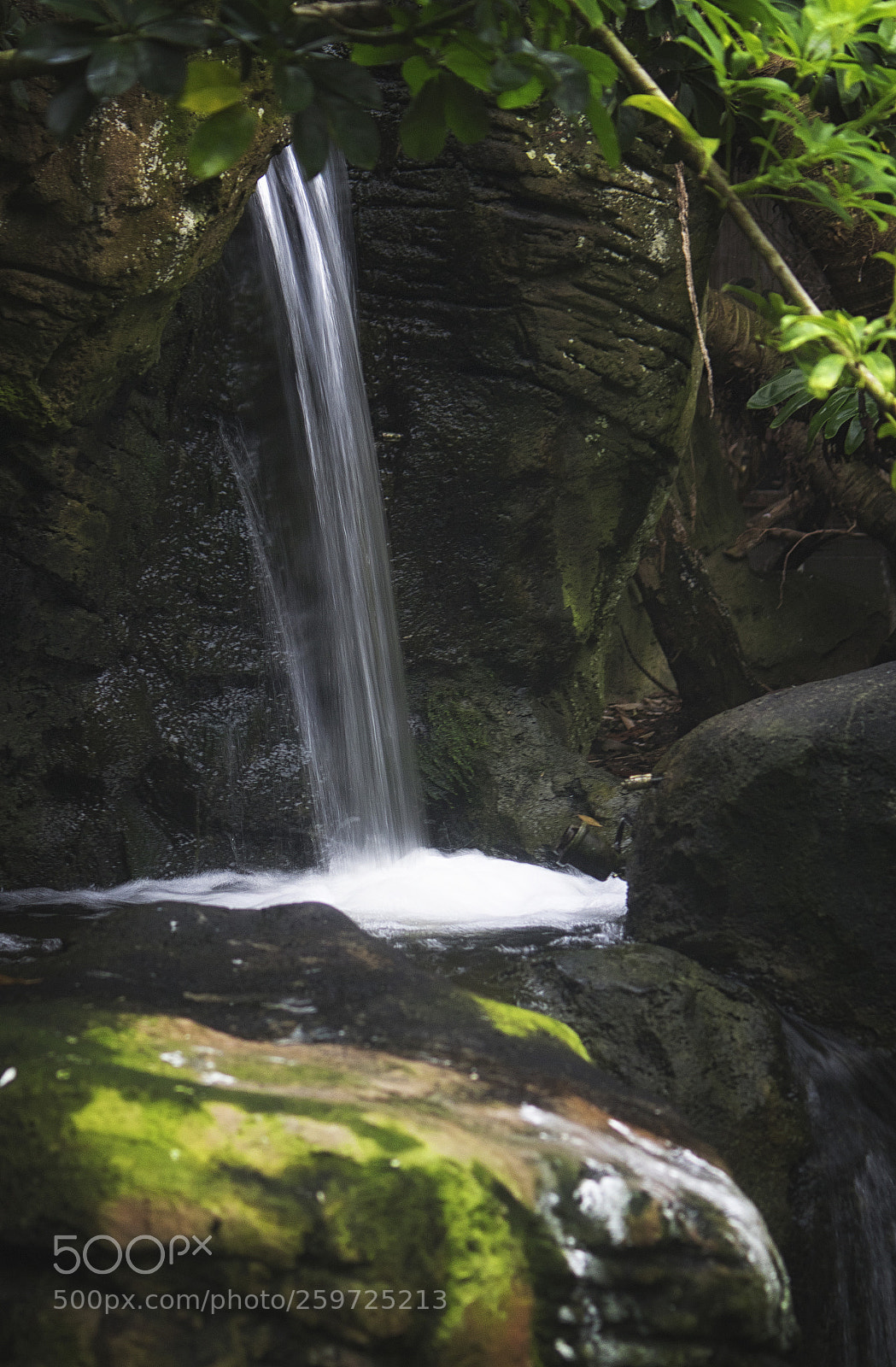 Canon EOS 750D (EOS Rebel T6i / EOS Kiss X8i) sample photo. Rainforest chill photography