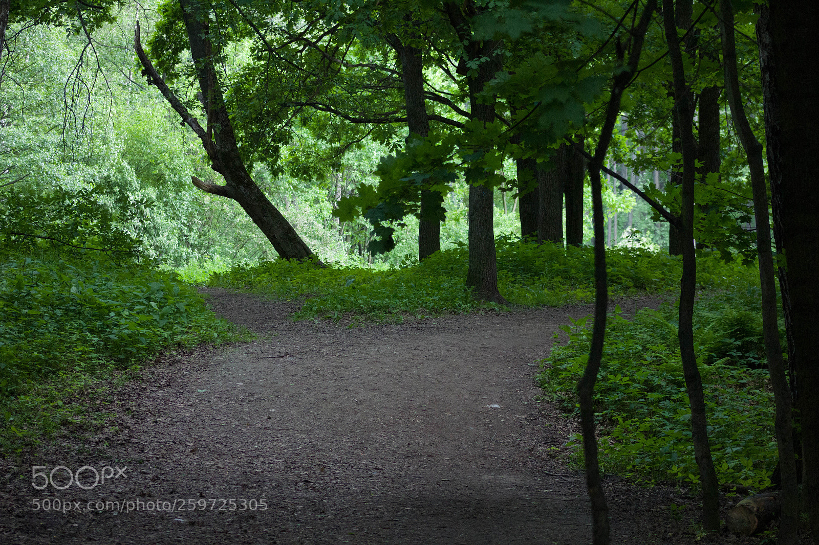 Canon EOS 600D (Rebel EOS T3i / EOS Kiss X5) sample photo. Forest photography
