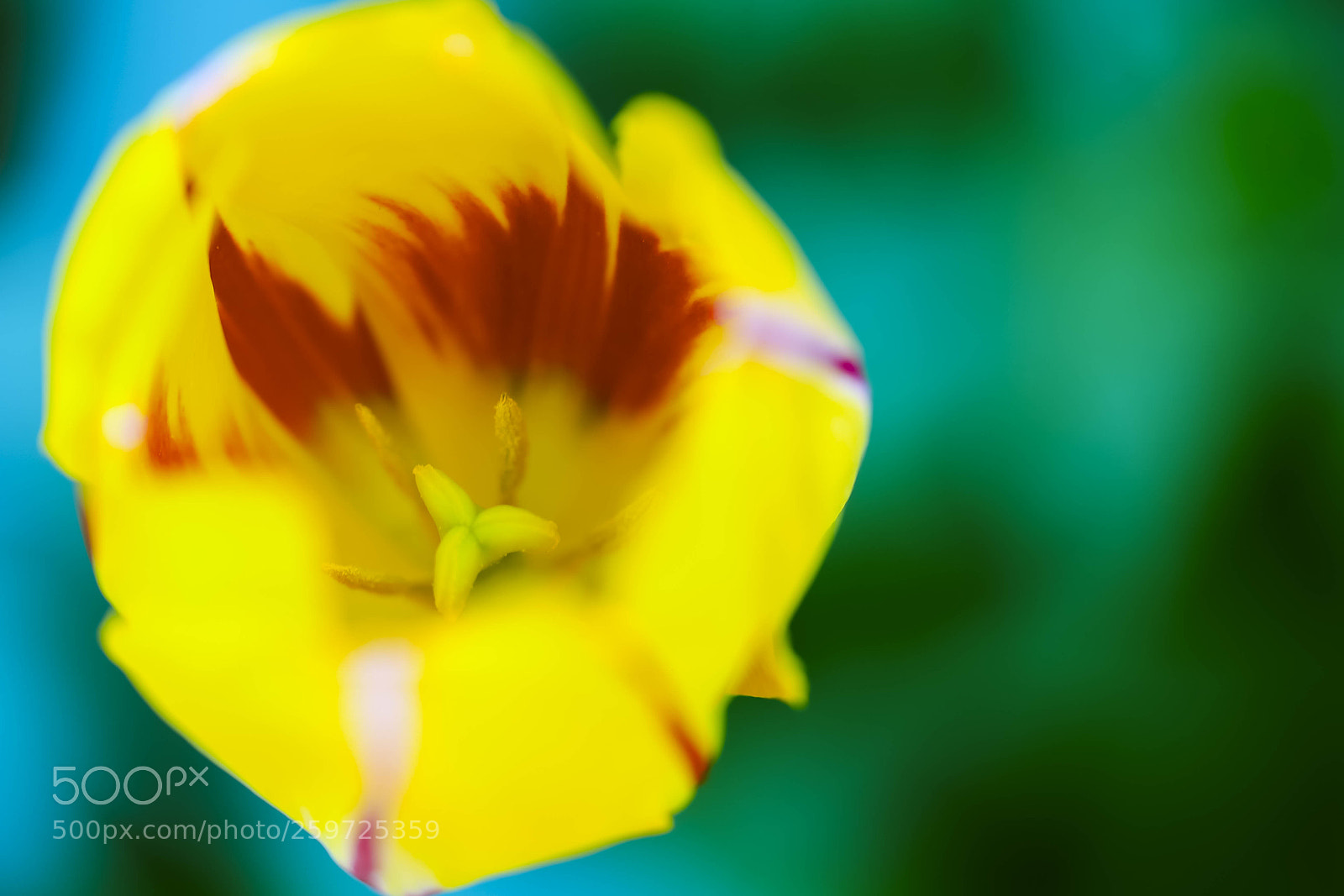 Canon EOS 6D sample photo. Yellow & red tulip photography