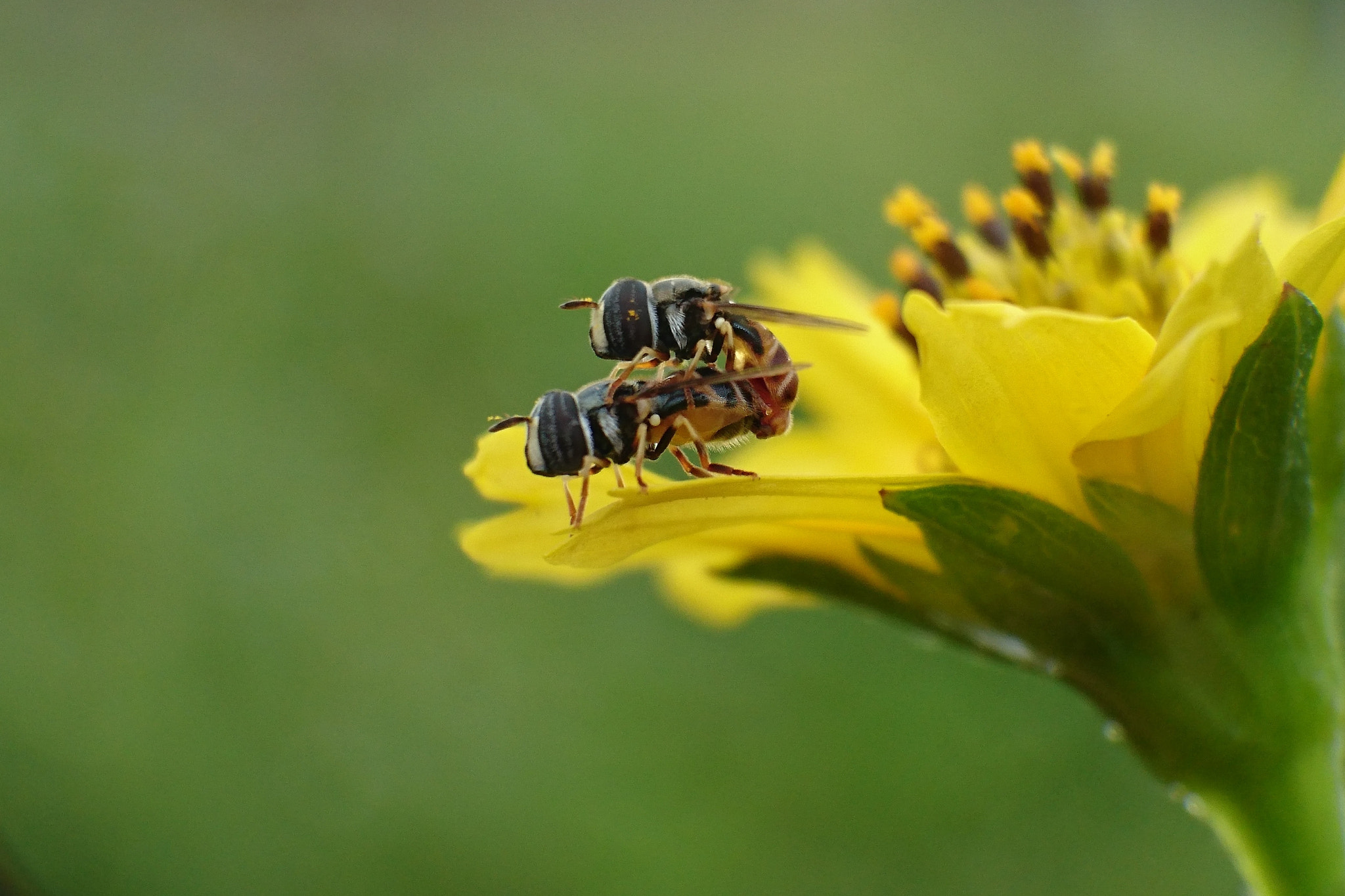 Sony Xperia Z3+ sample photo. Hoverfly photography