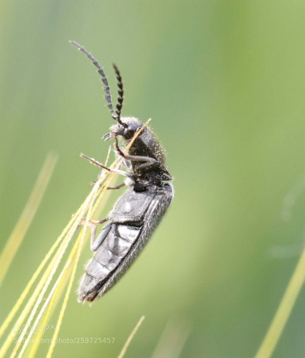 Canon EOS 70D sample photo. Want to see the photography
