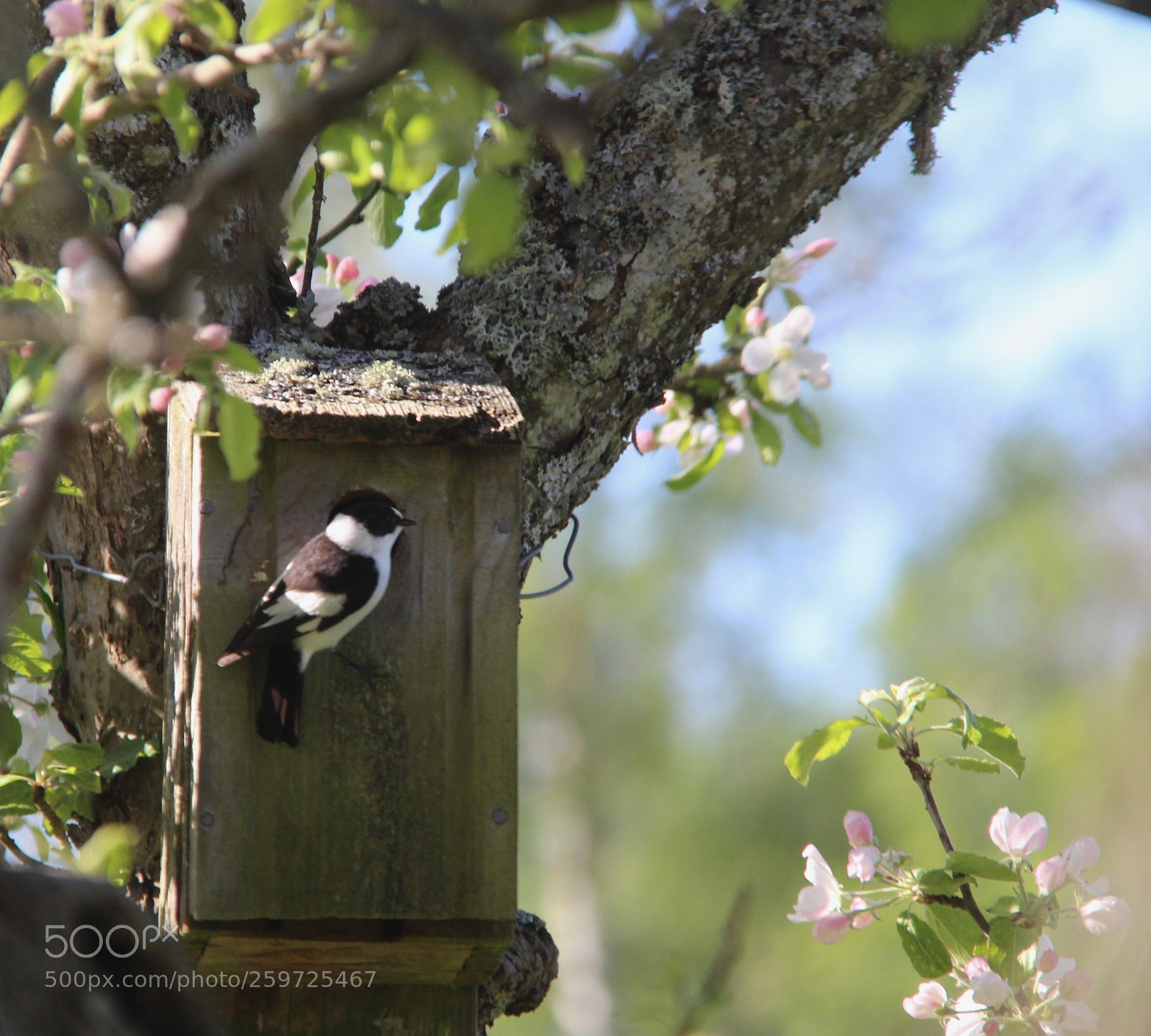 Canon EOS 700D (EOS Rebel T5i / EOS Kiss X7i) sample photo. Halsbandsflugsnappare (ficedula albicollis) photography