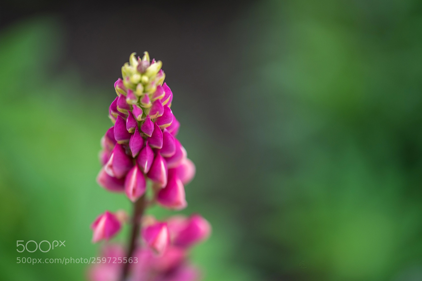 Nikon D750 sample photo. Fuchsia photography