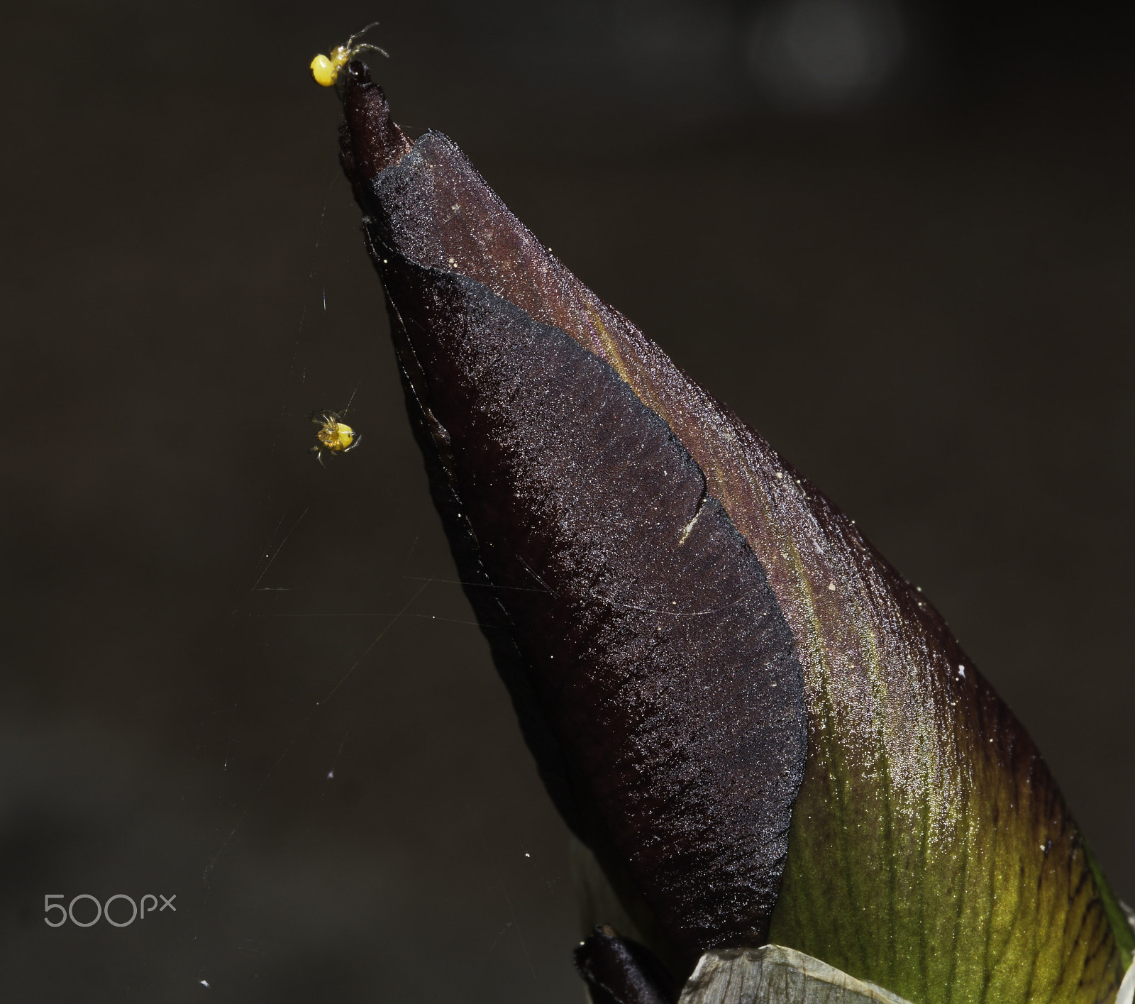 Panasonic Lumix DMC-GX8 sample photo. Tiny spiders at work photography