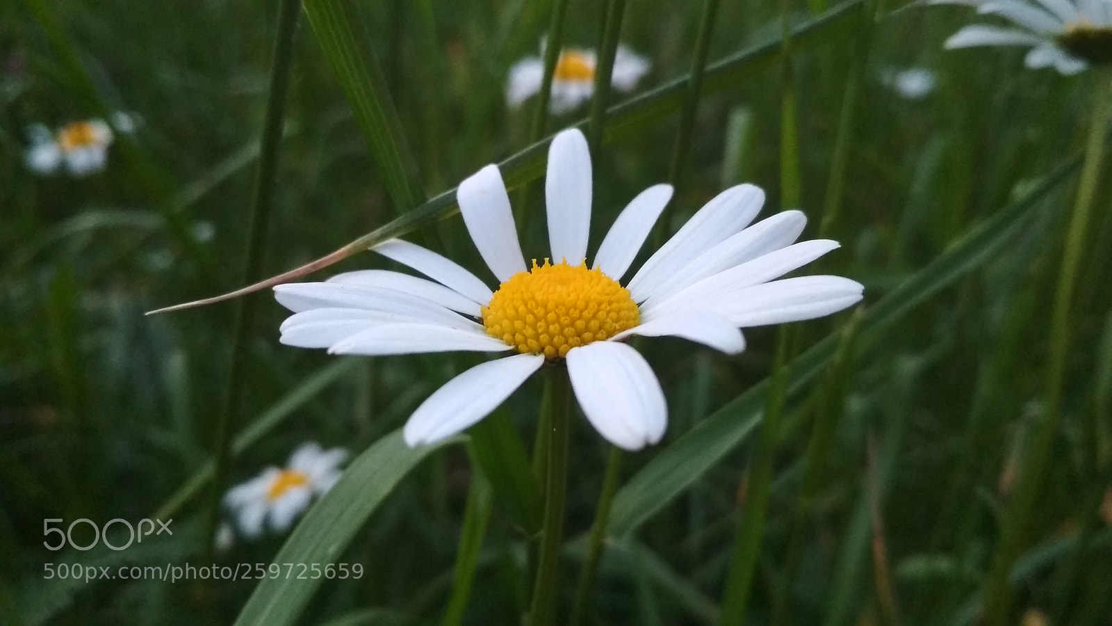 Xiaomi Redmi 4X sample photo. Flower photography