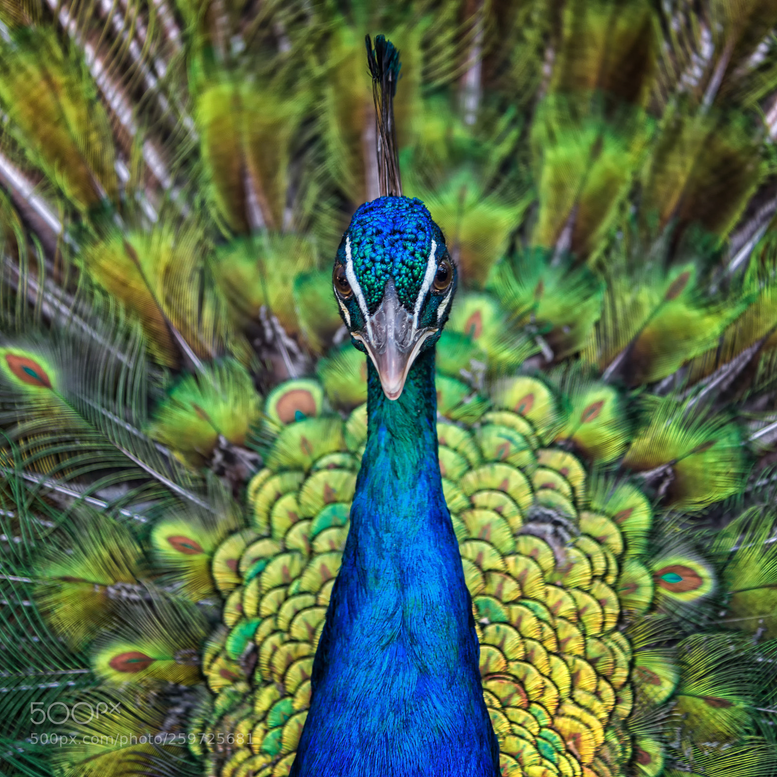 Nikon D610 sample photo. His majesty photography