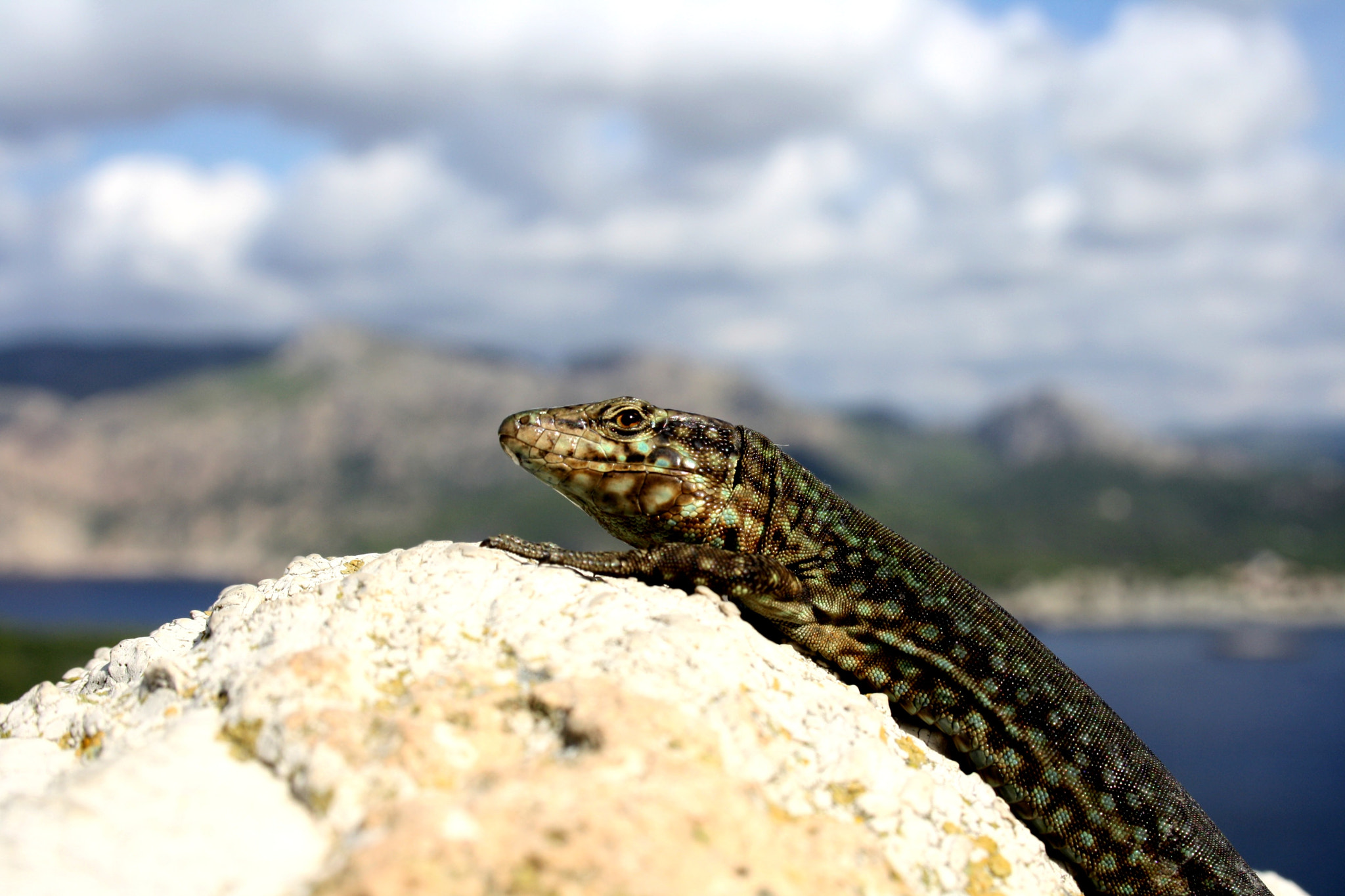Canon EF-S 18-55mm F3.5-5.6 II sample photo. Lizard at sa dragonera photography