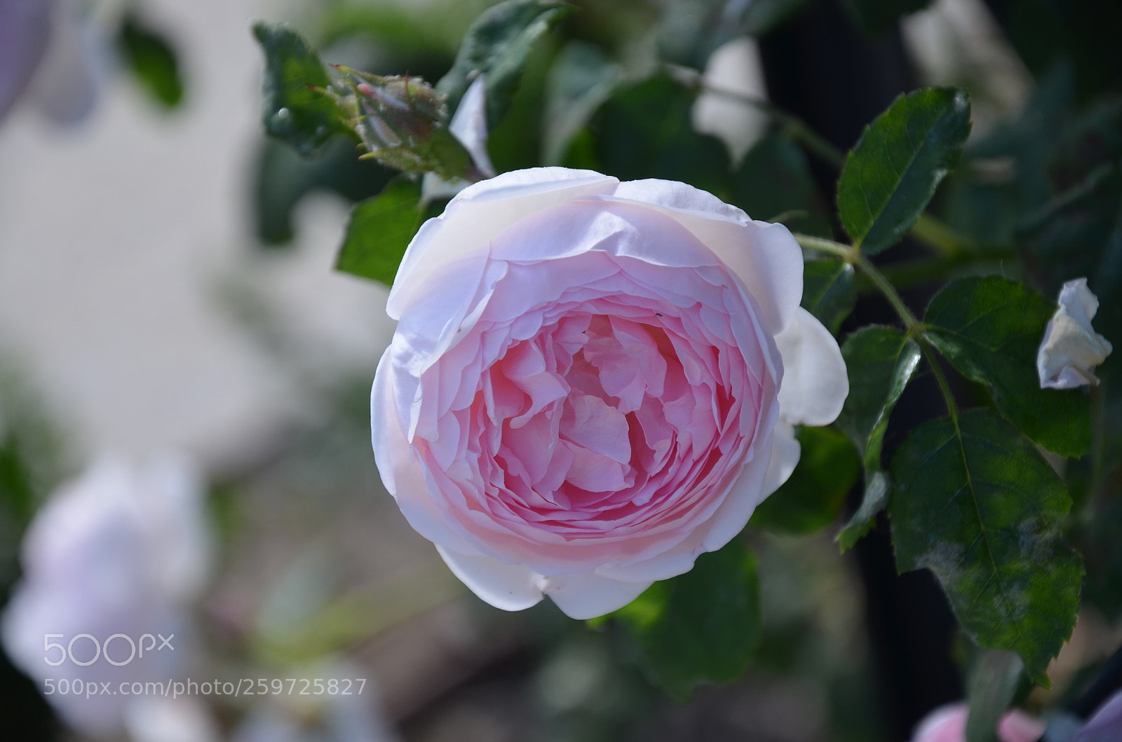 Nikon D5100 sample photo. Park photography