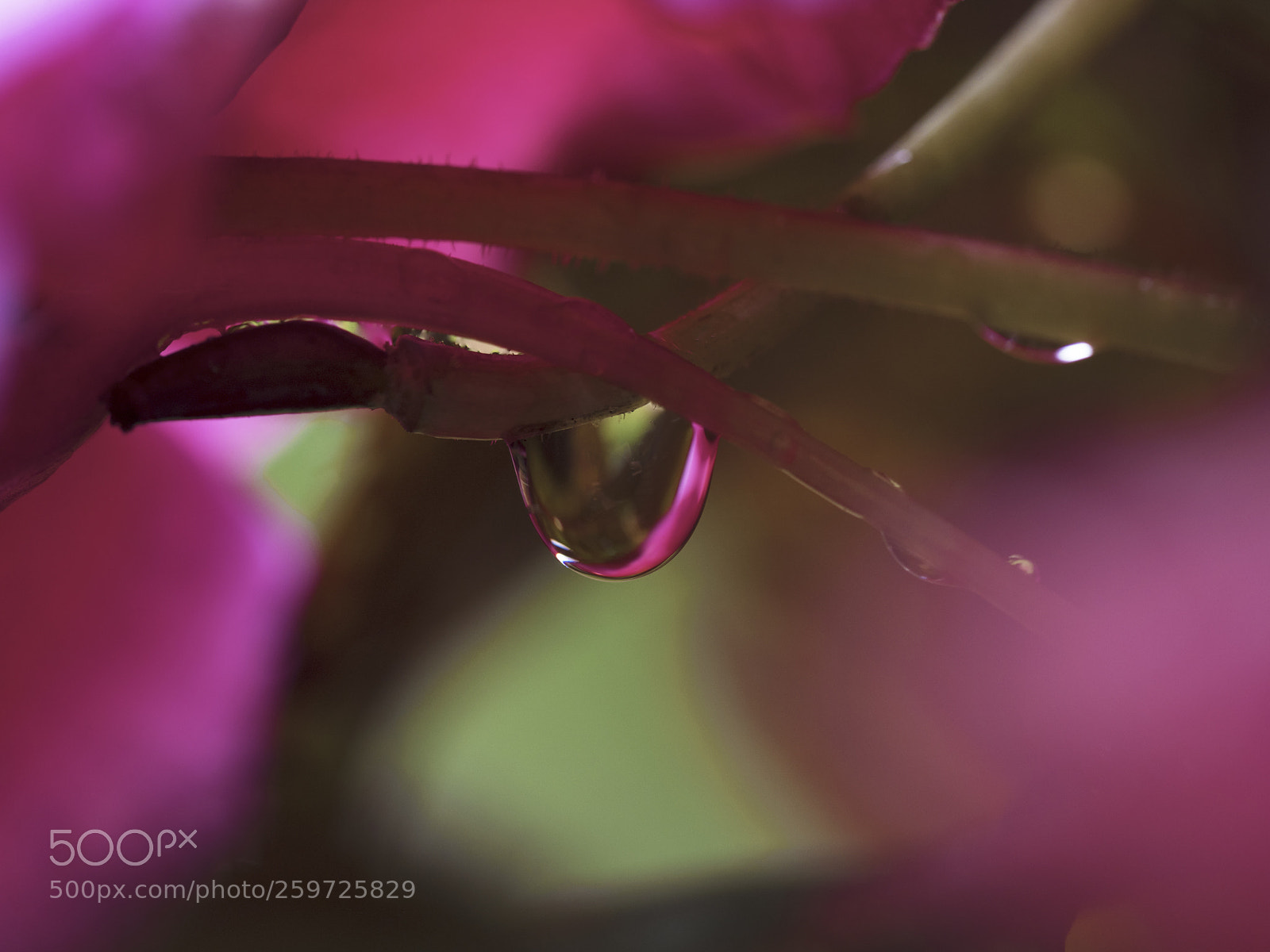 Olympus OM-D E-M5 II sample photo. Les larmes de marie photography