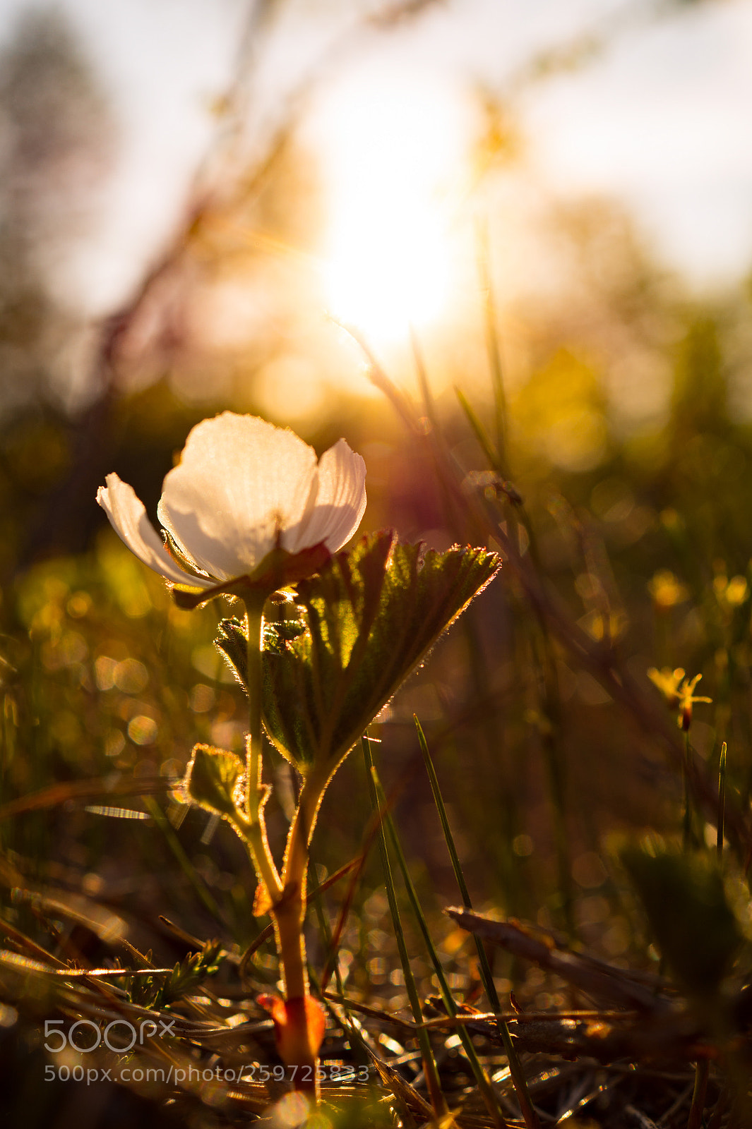 Sony SLT-A58 sample photo. Glowing in the sun photography