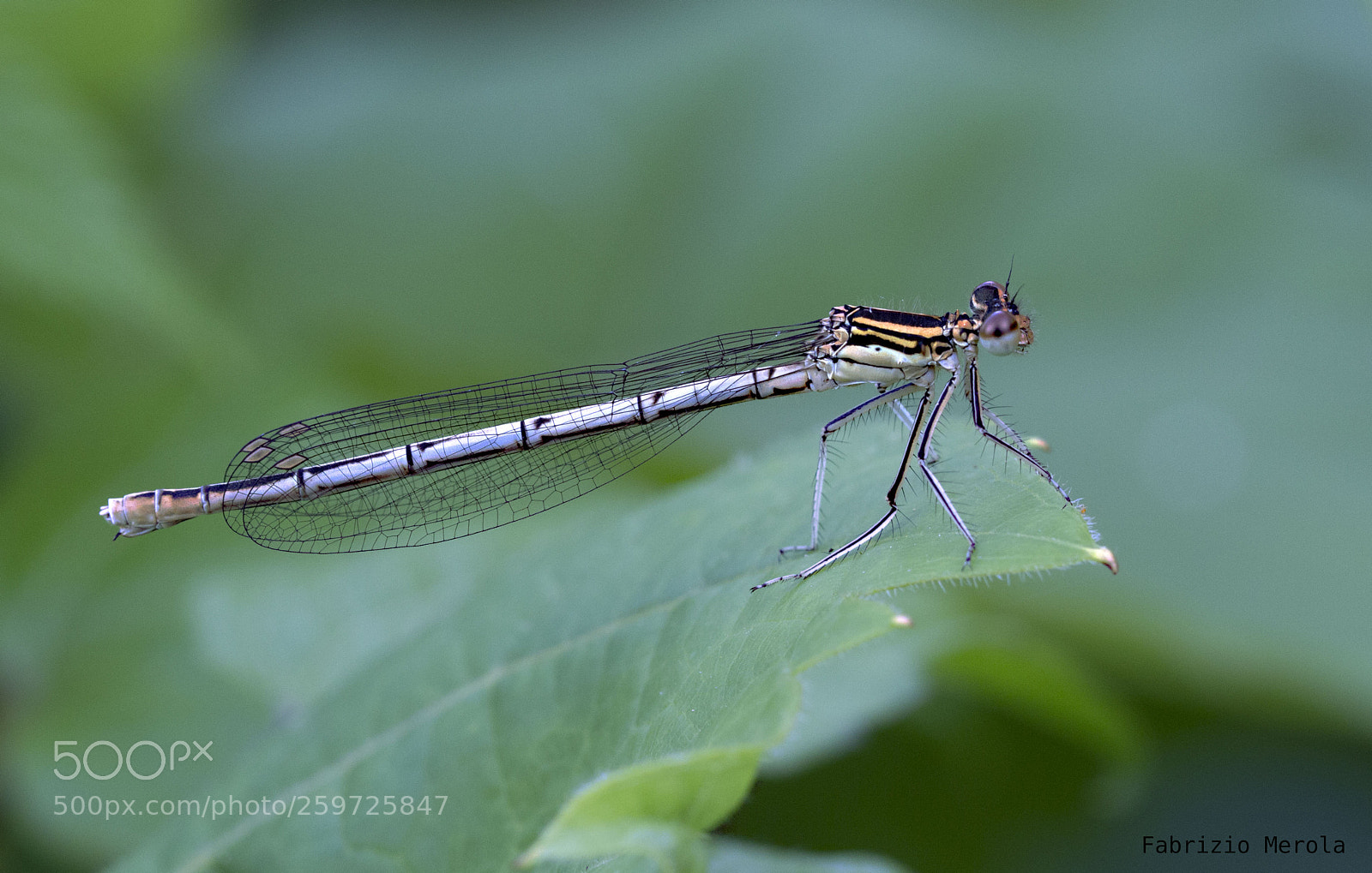 Canon EOS 60D sample photo. Platycnemis pennipes photography