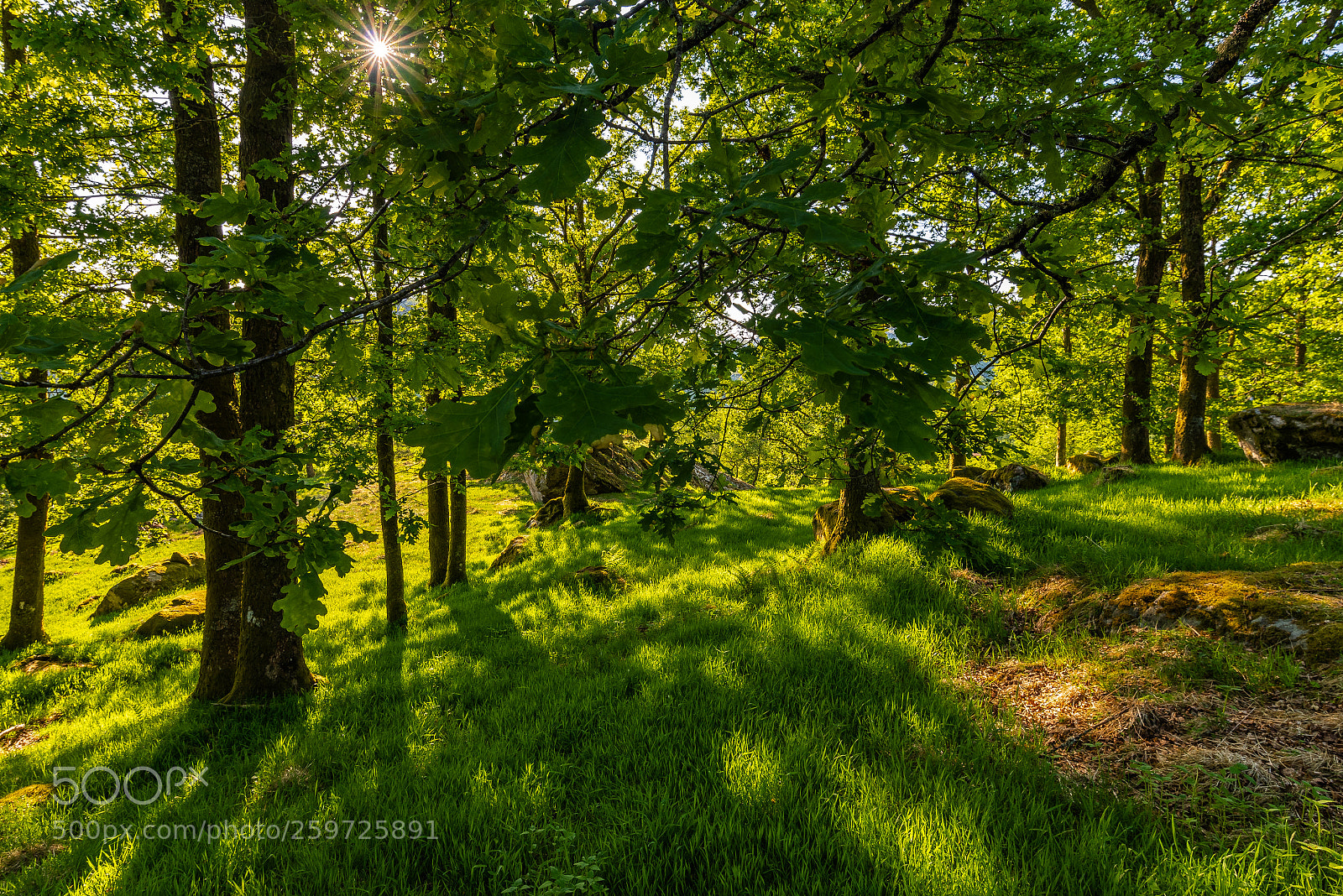 Nikon D750 sample photo. The oak forest at photography