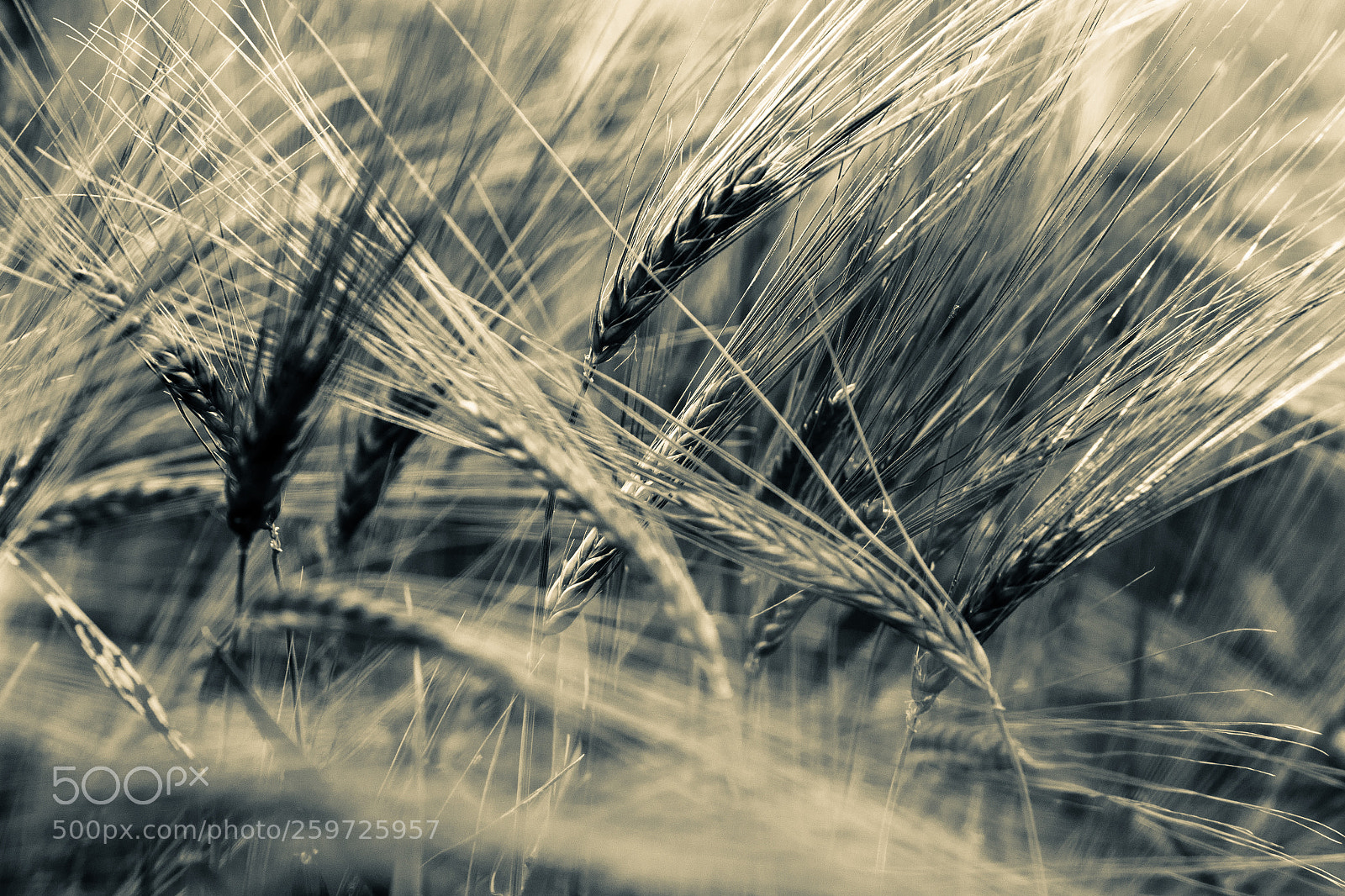 Nikon D810 sample photo. Grain waves ii photography