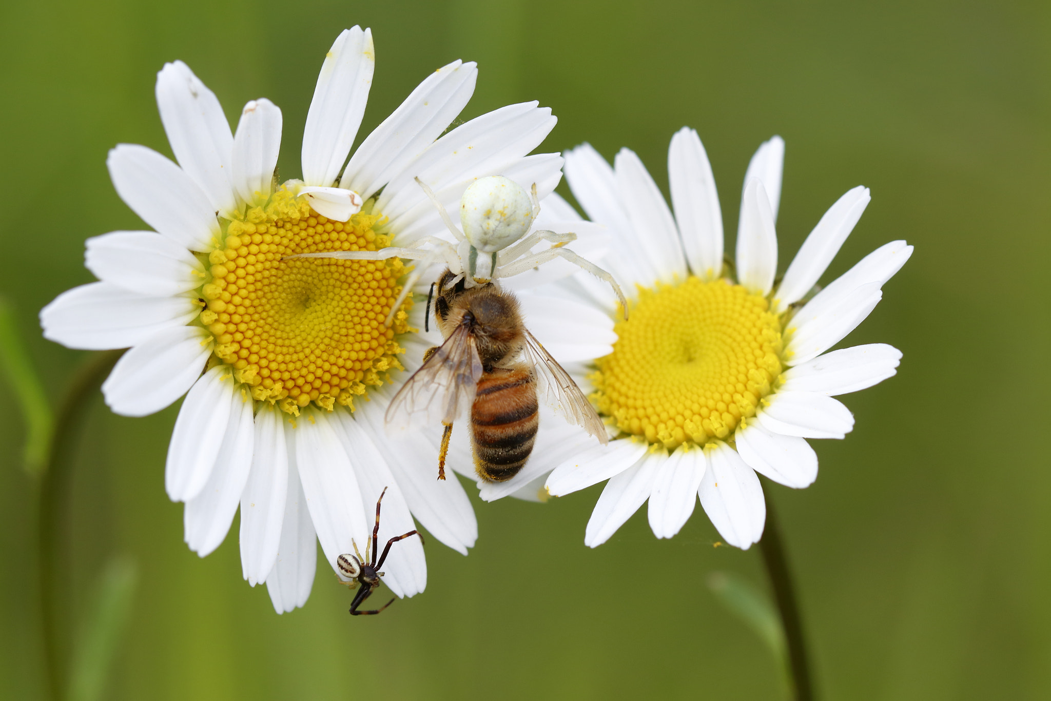Canon EF 100mm F2.8L Macro IS USM sample photo. Krabbenspinnenpaar photography