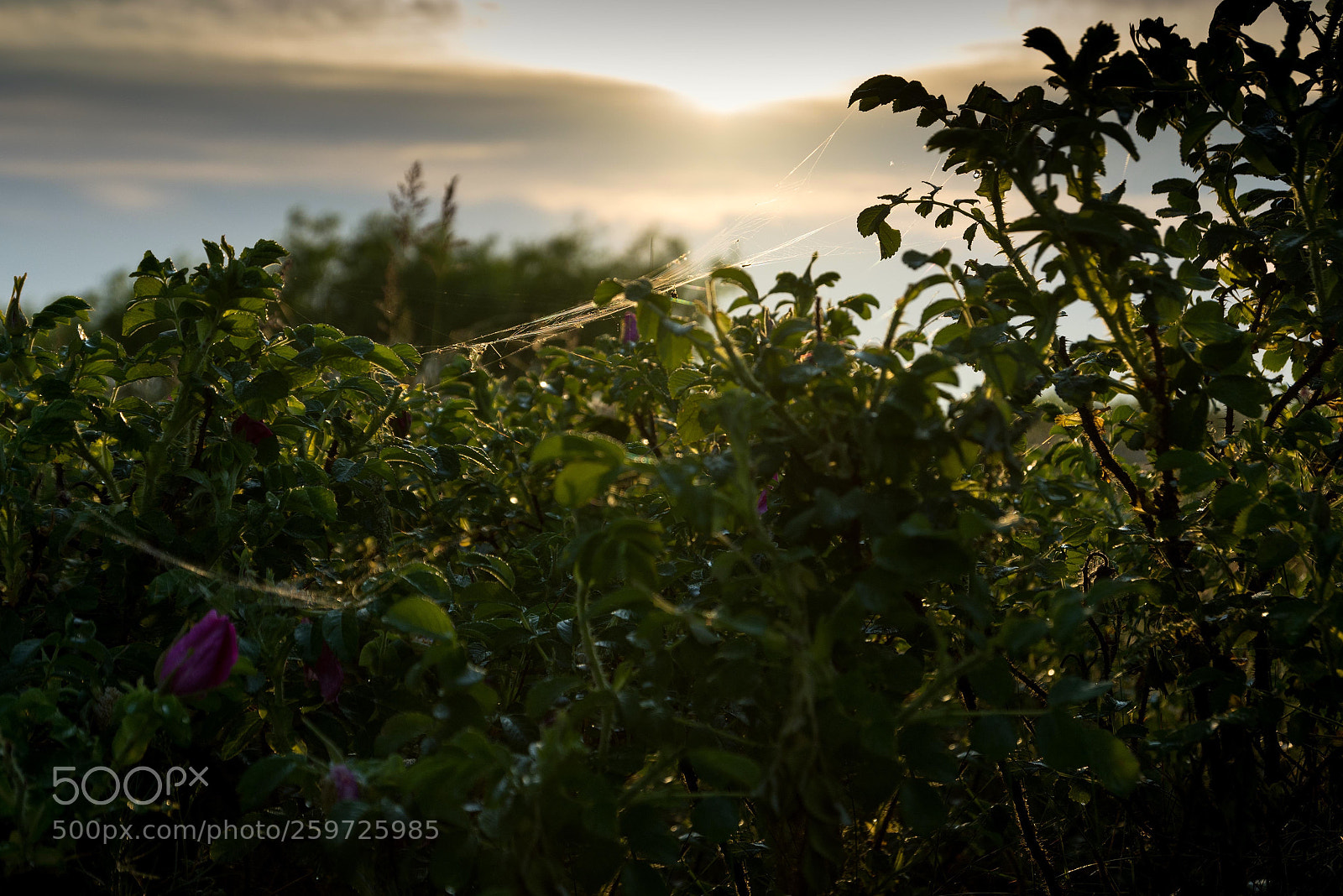 Nikon D7200 sample photo. Morning in the grass photography