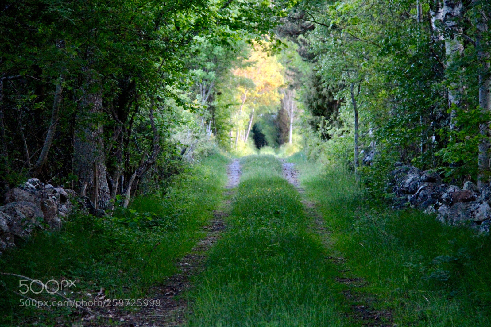 Canon EOS 700D (EOS Rebel T5i / EOS Kiss X7i) sample photo. Forest road photography