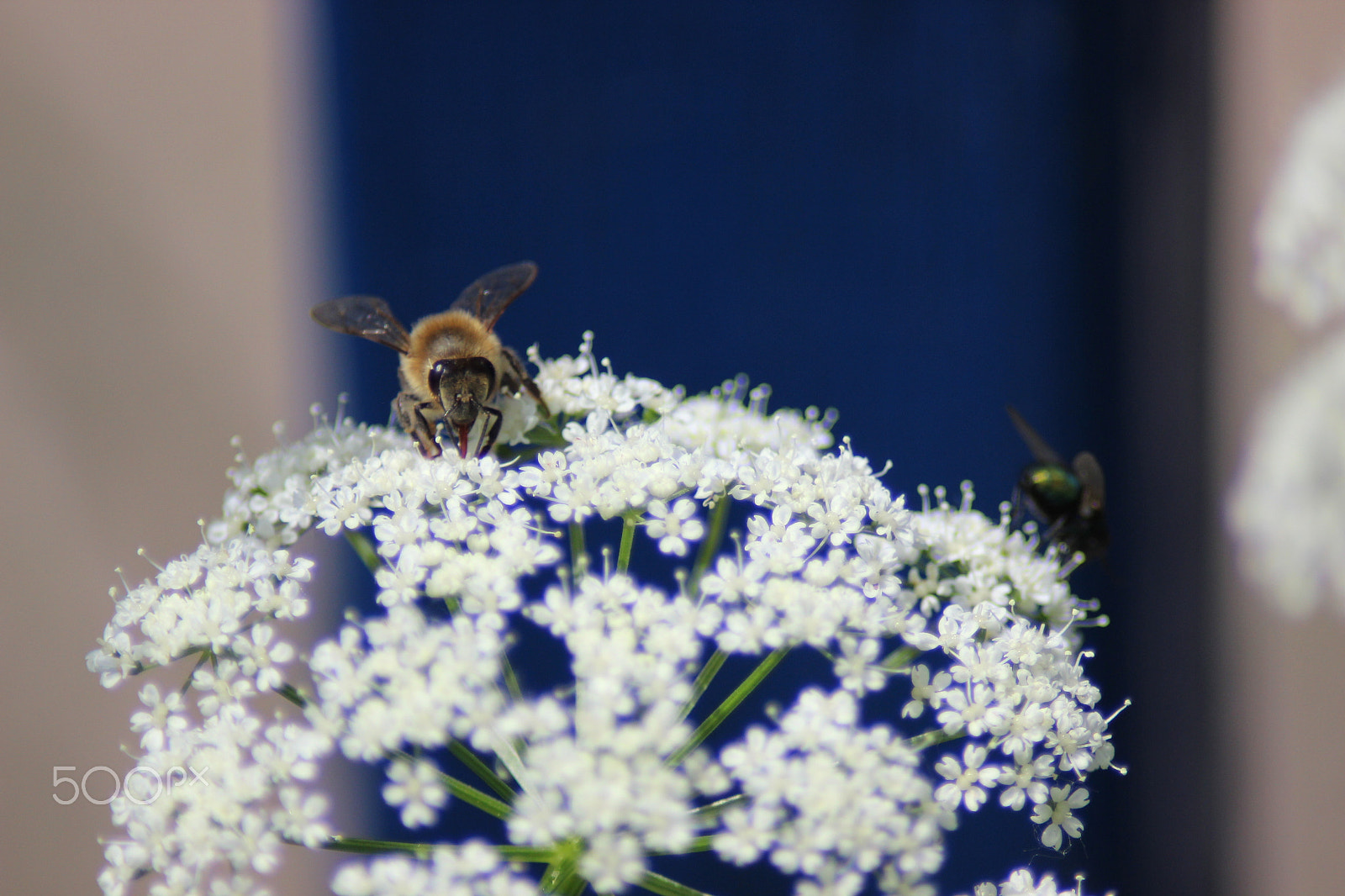 Canon EOS 600D (Rebel EOS T3i / EOS Kiss X5) sample photo. Bee at flower photography