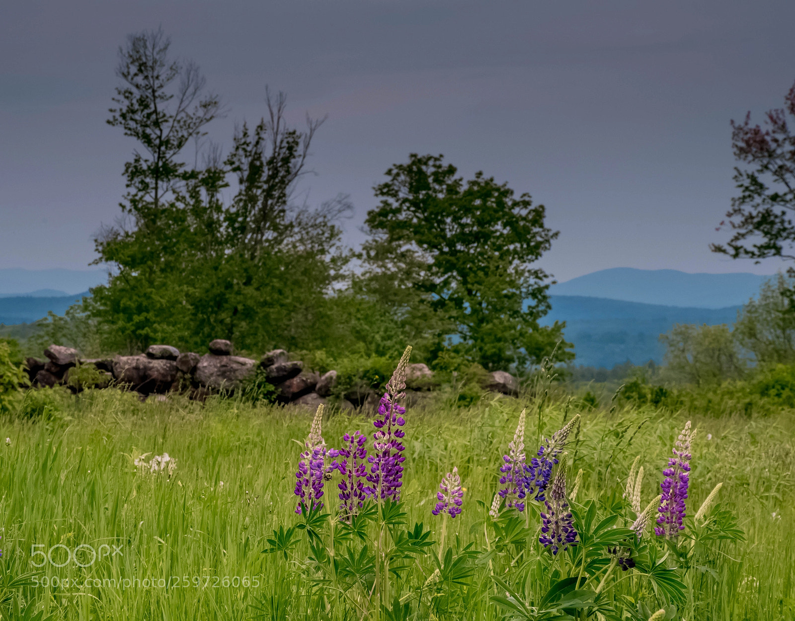 Nikon D7500 sample photo. Lupines and hills 2 photography
