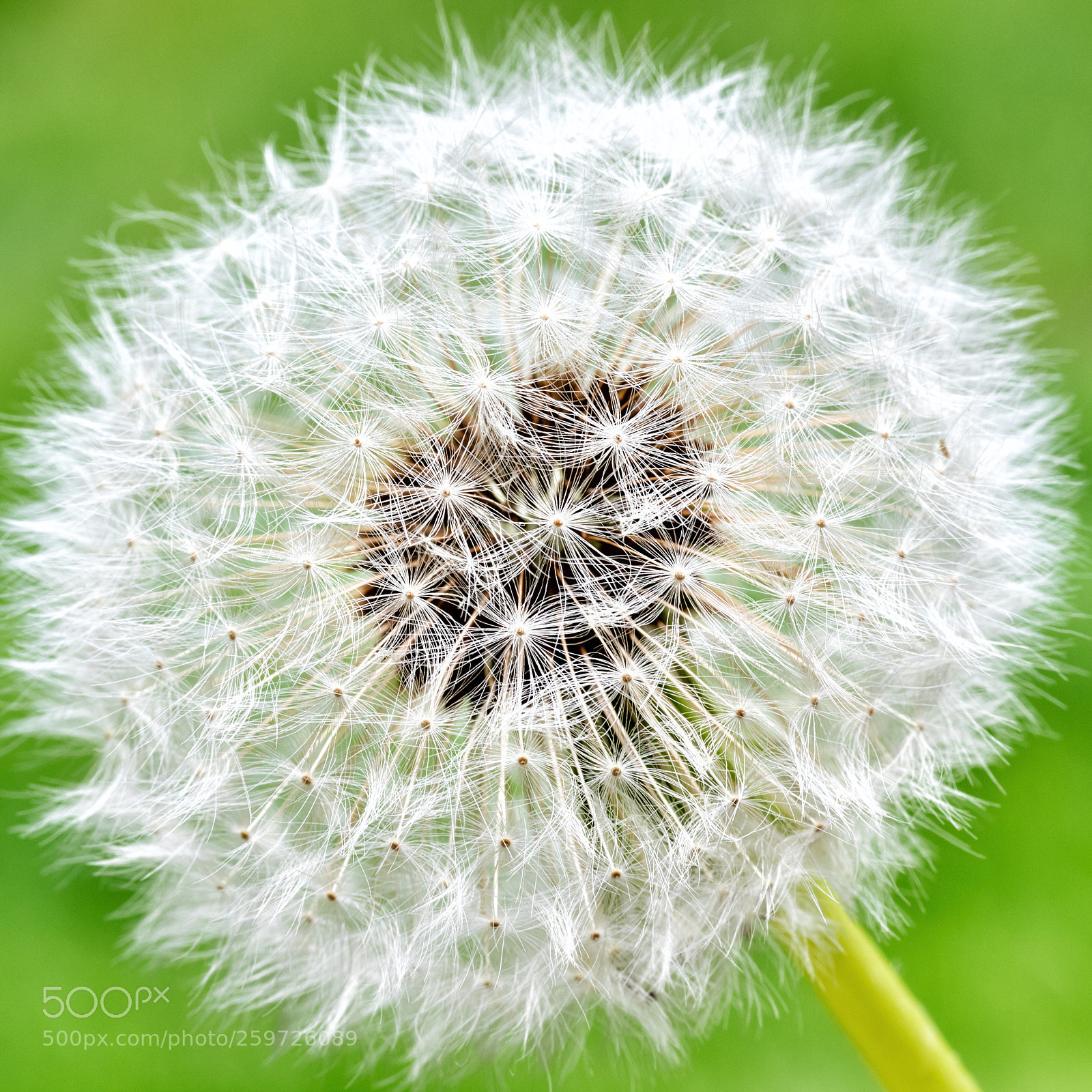 Canon EOS 7D Mark II sample photo. Dandelion photography
