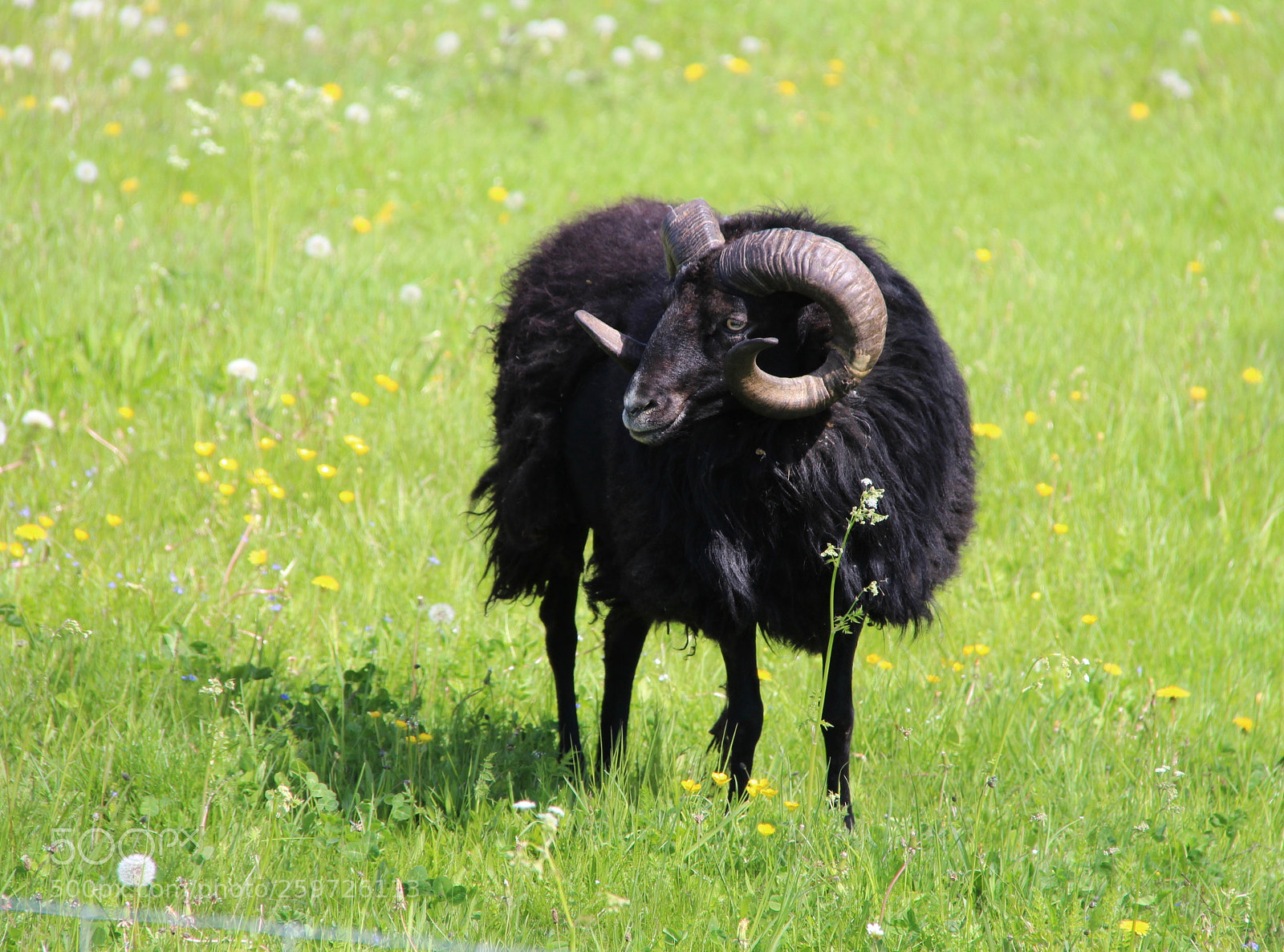 Canon EOS 700D (EOS Rebel T5i / EOS Kiss X7i) sample photo. Lamb photography