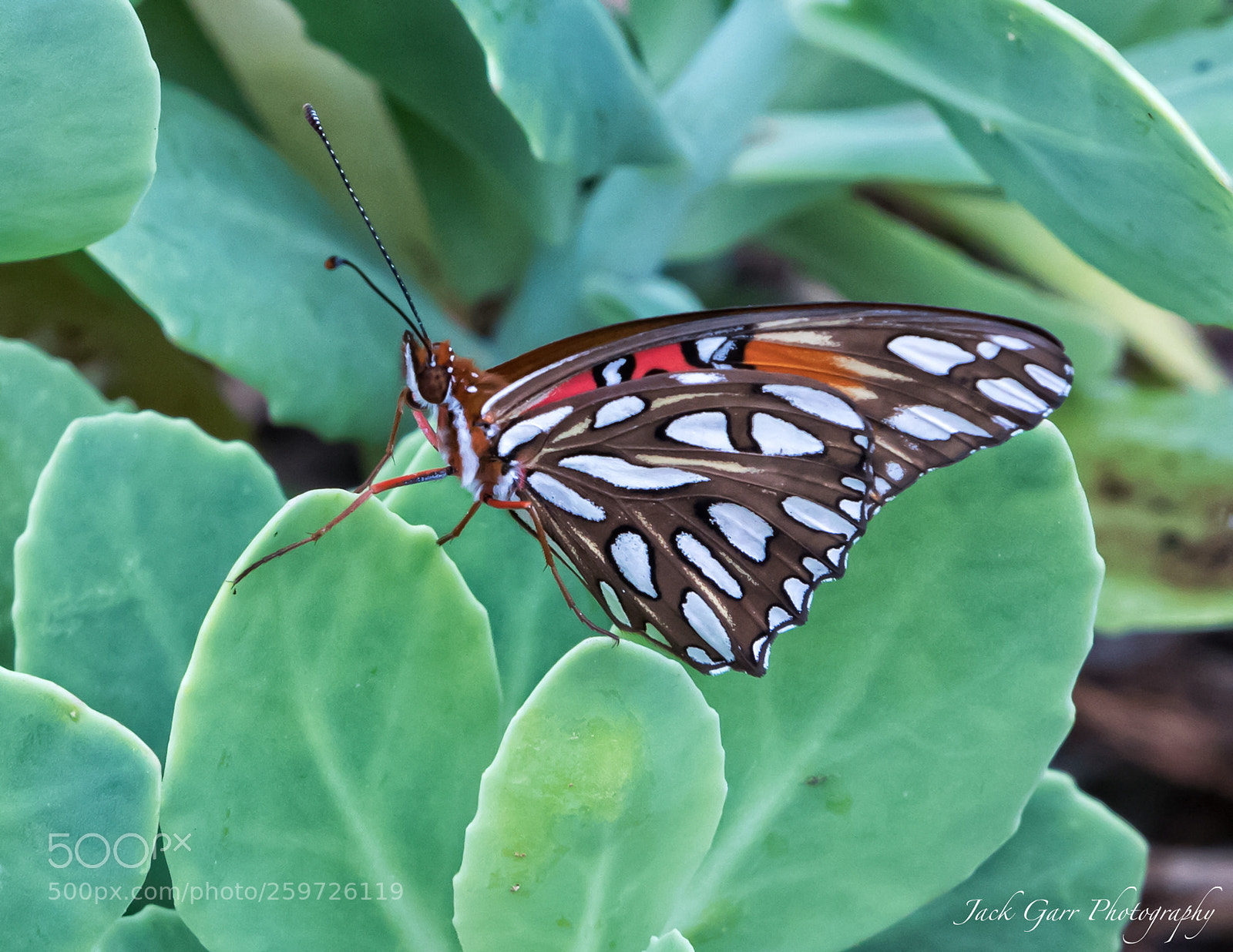 Canon EOS-1D X Mark II sample photo. Gulf fritillary photography