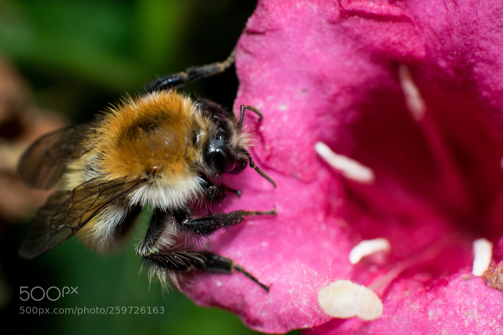 Nikon D5300 sample photo. Bumblebee photography