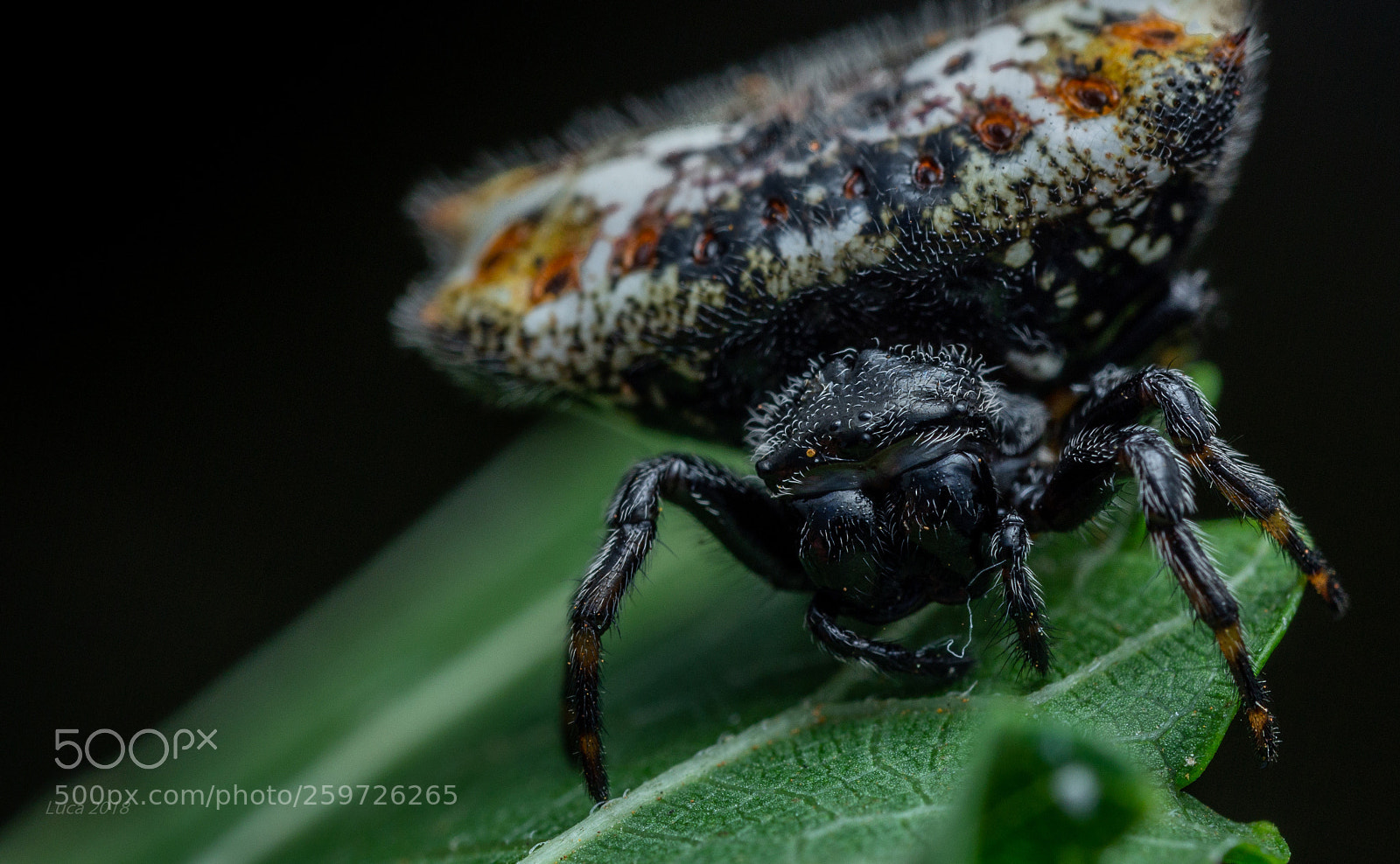 Canon EOS 60D sample photo. Gasteracantha cancriformis photography