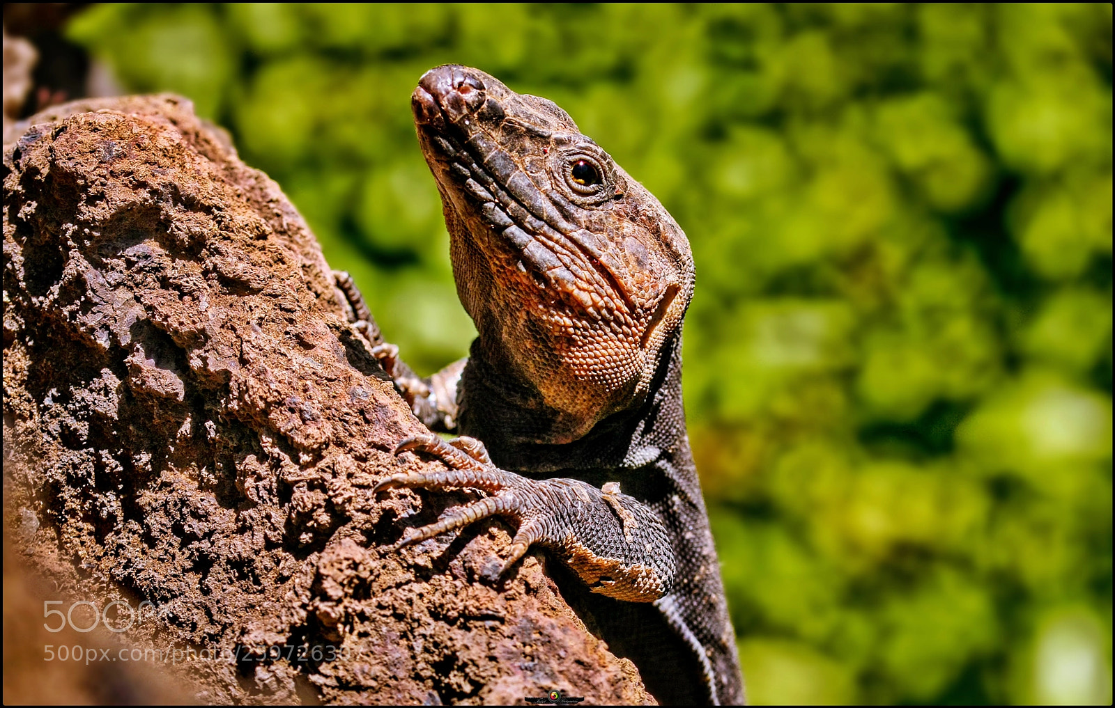 Canon EOS 40D sample photo. Alligator portrait photography