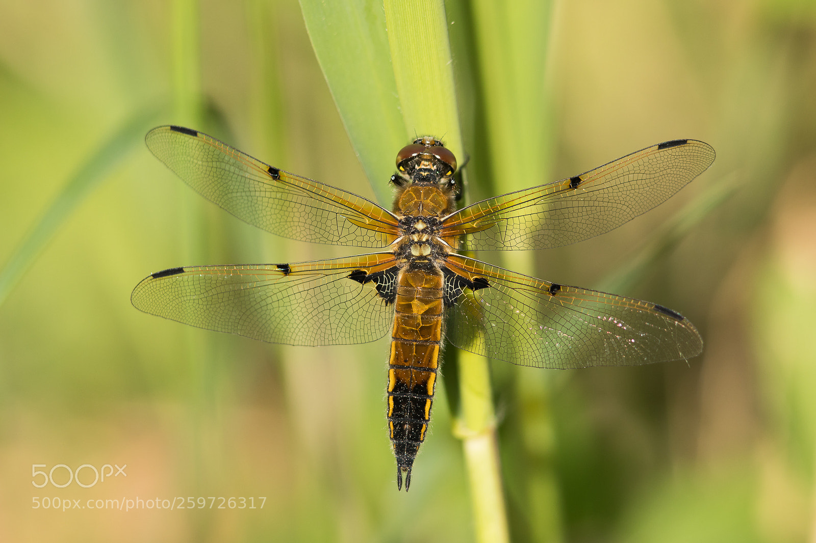 Canon EOS 5D Mark IV sample photo. The the four-spotted chaser photography