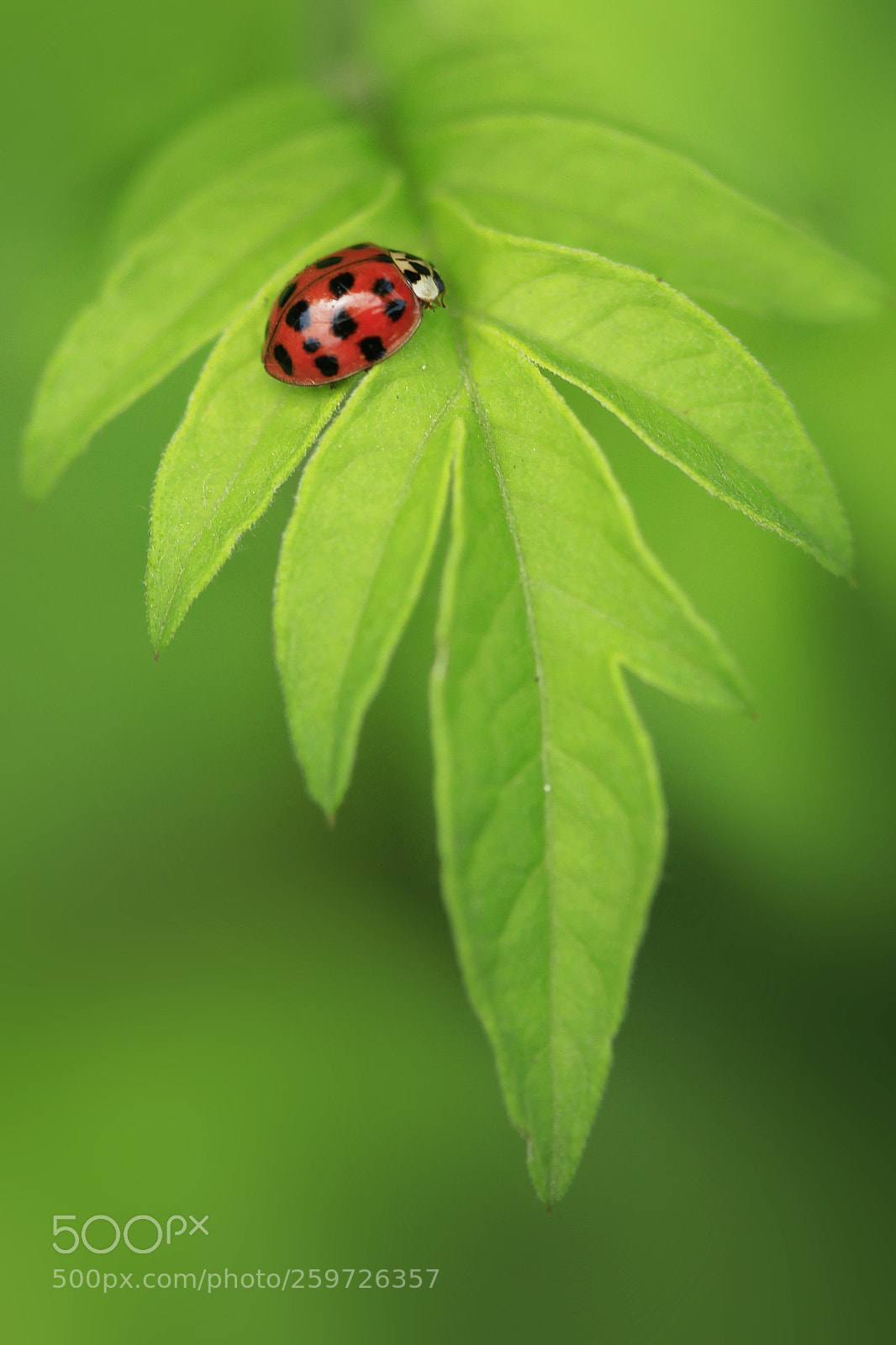 Canon EOS 5D Mark II sample photo. Red ladybug sitting on photography