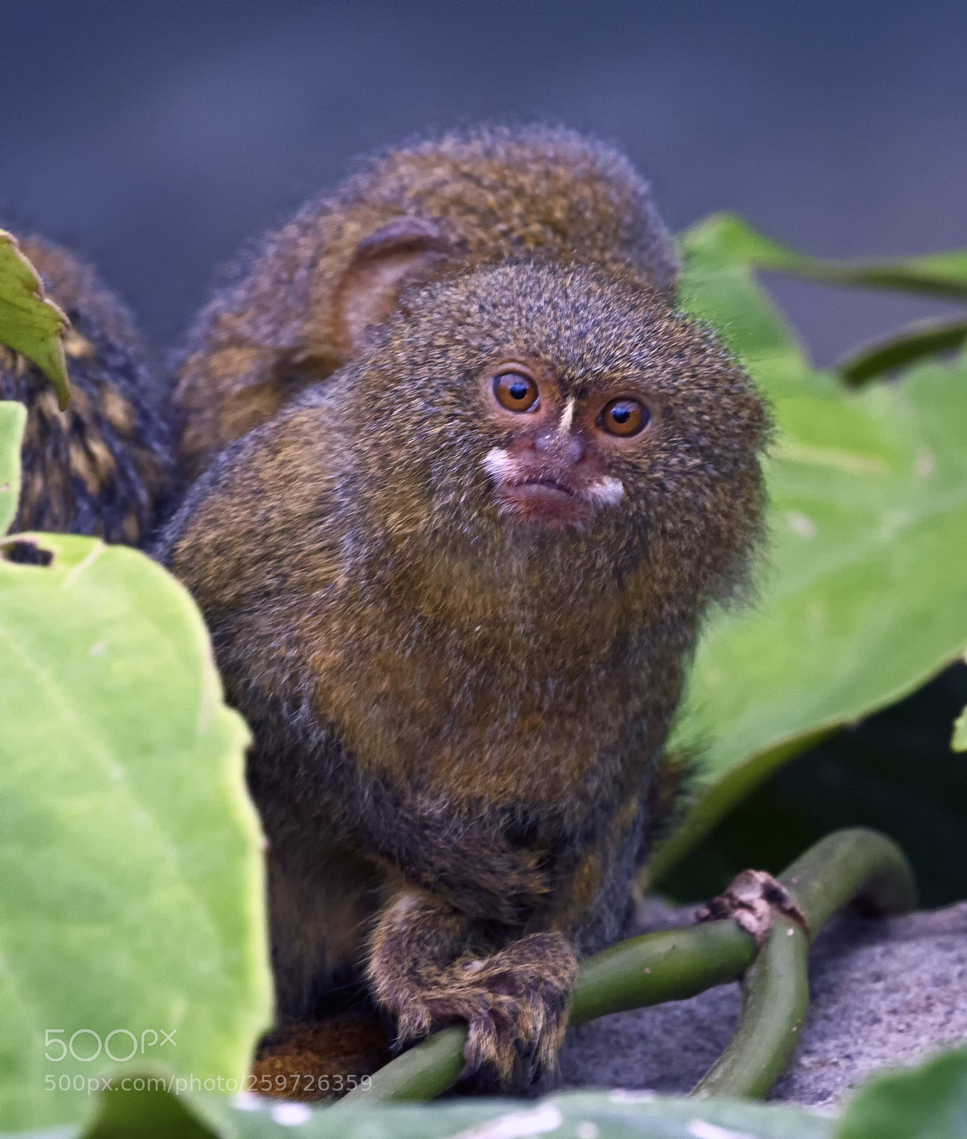 Canon EOS 7D Mark II sample photo. Pygmy marmoset photography