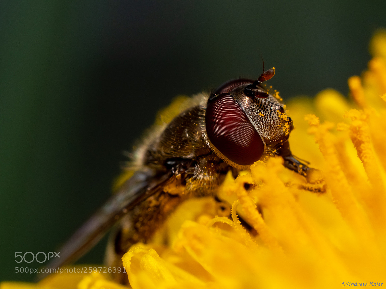 Olympus OM-D E-M5 II sample photo. Fly in a dandelion photography