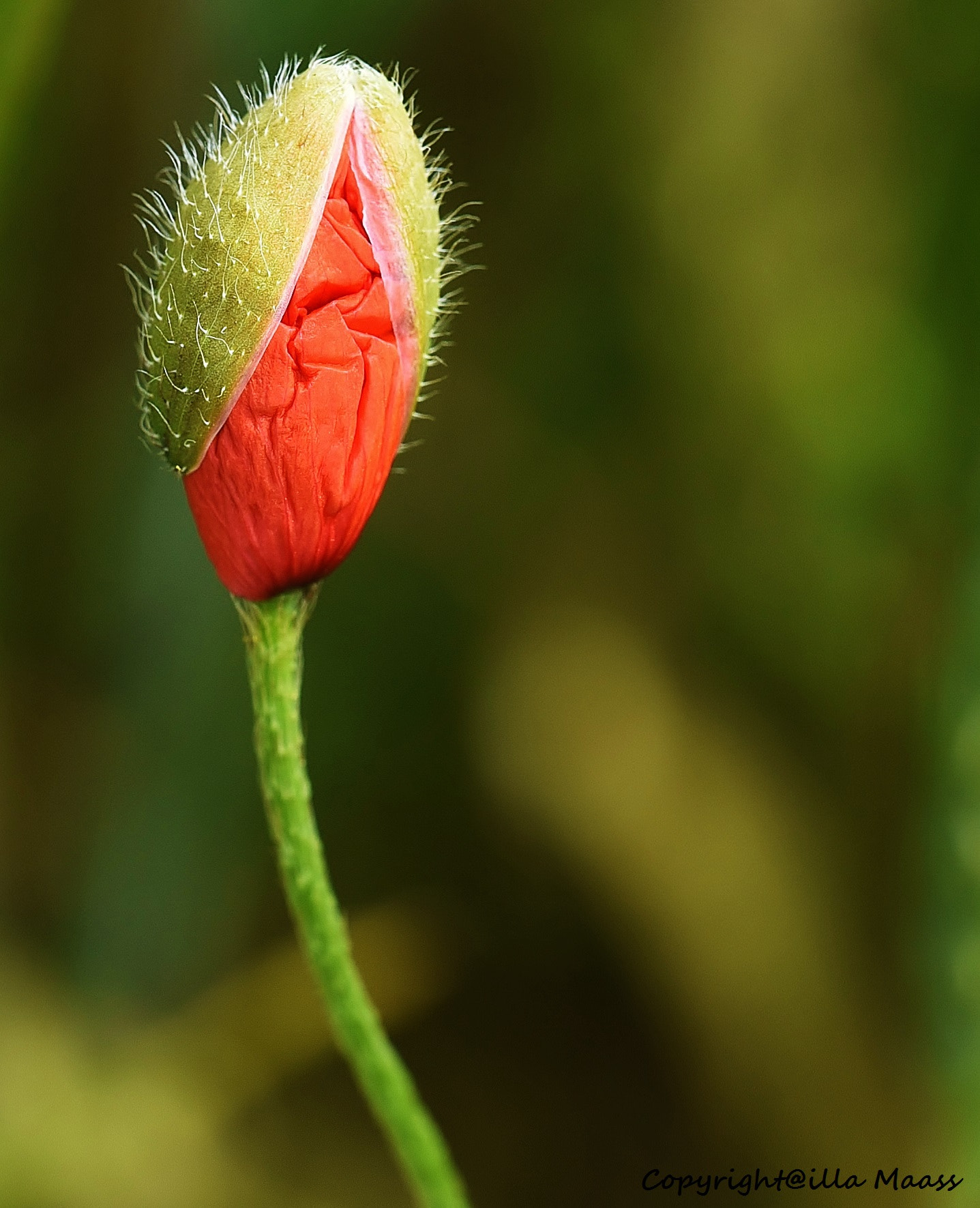 Nikon D750 sample photo. It`s time to get out photography