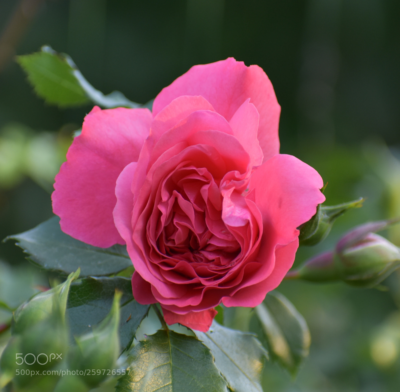 Nikon D3400 sample photo. Untitled photography