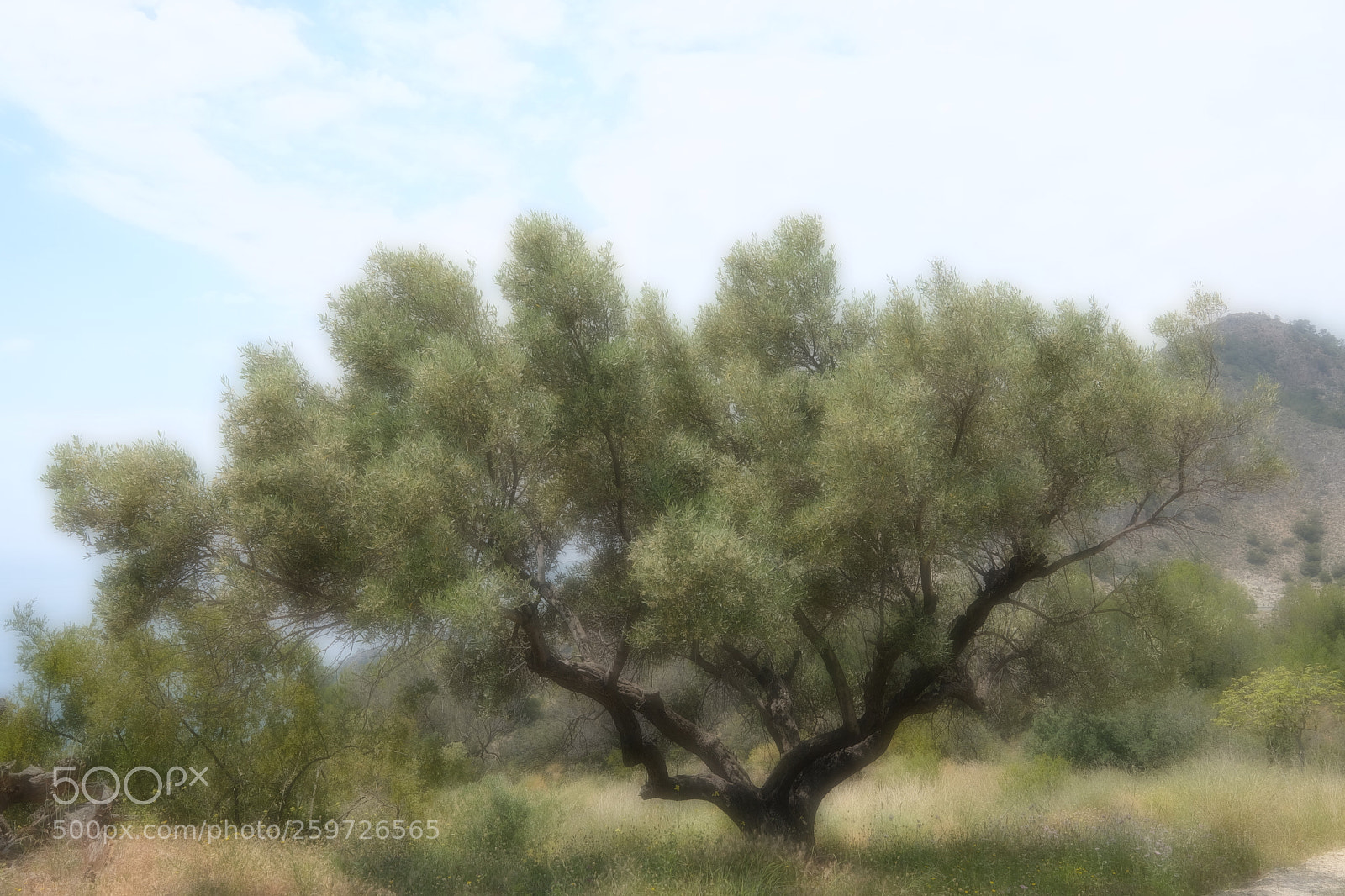 Fujifilm X-T20 sample photo. The dreaming tree photography