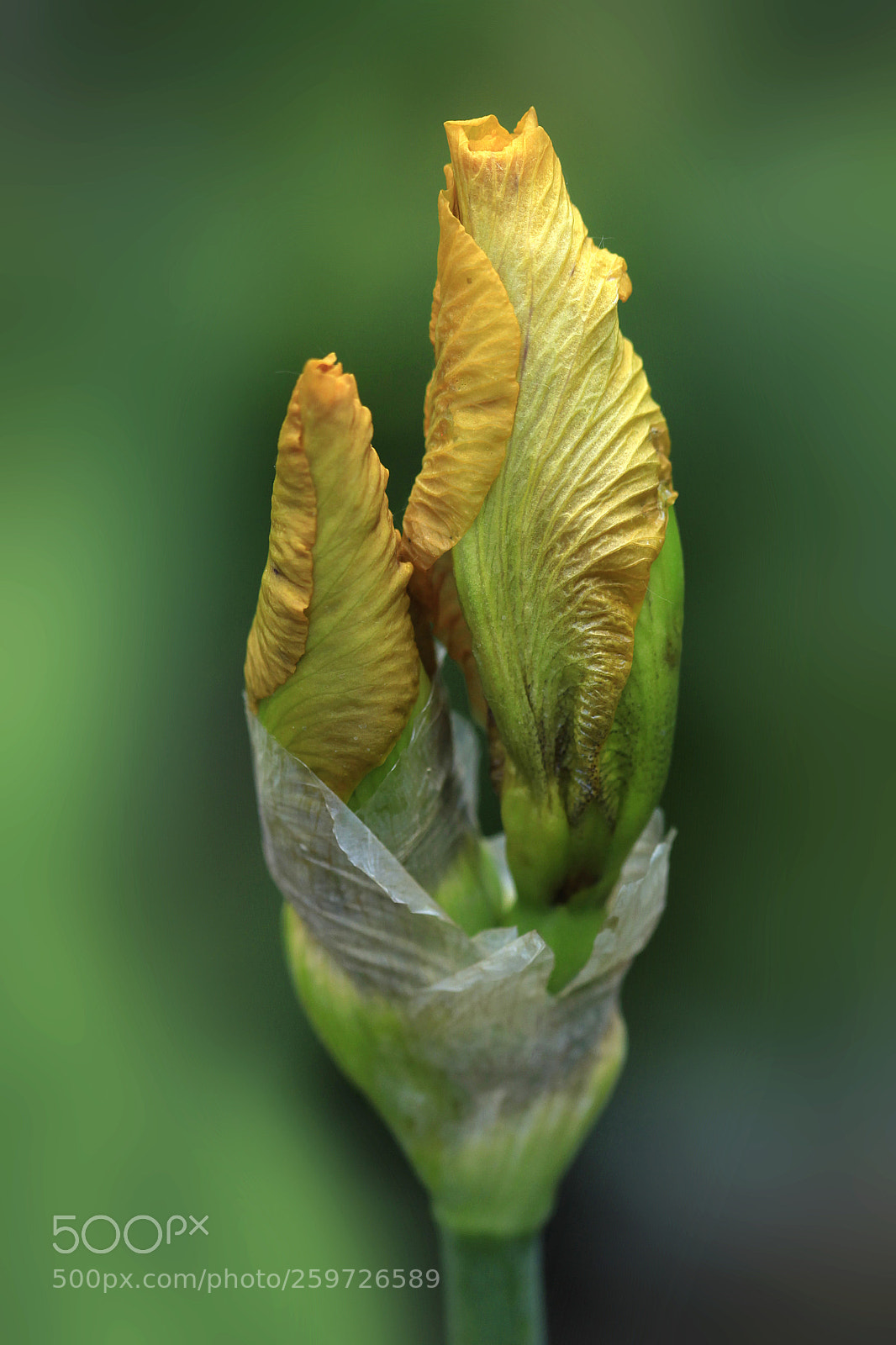 Canon EOS 5D Mark II sample photo. Yellow iris photography