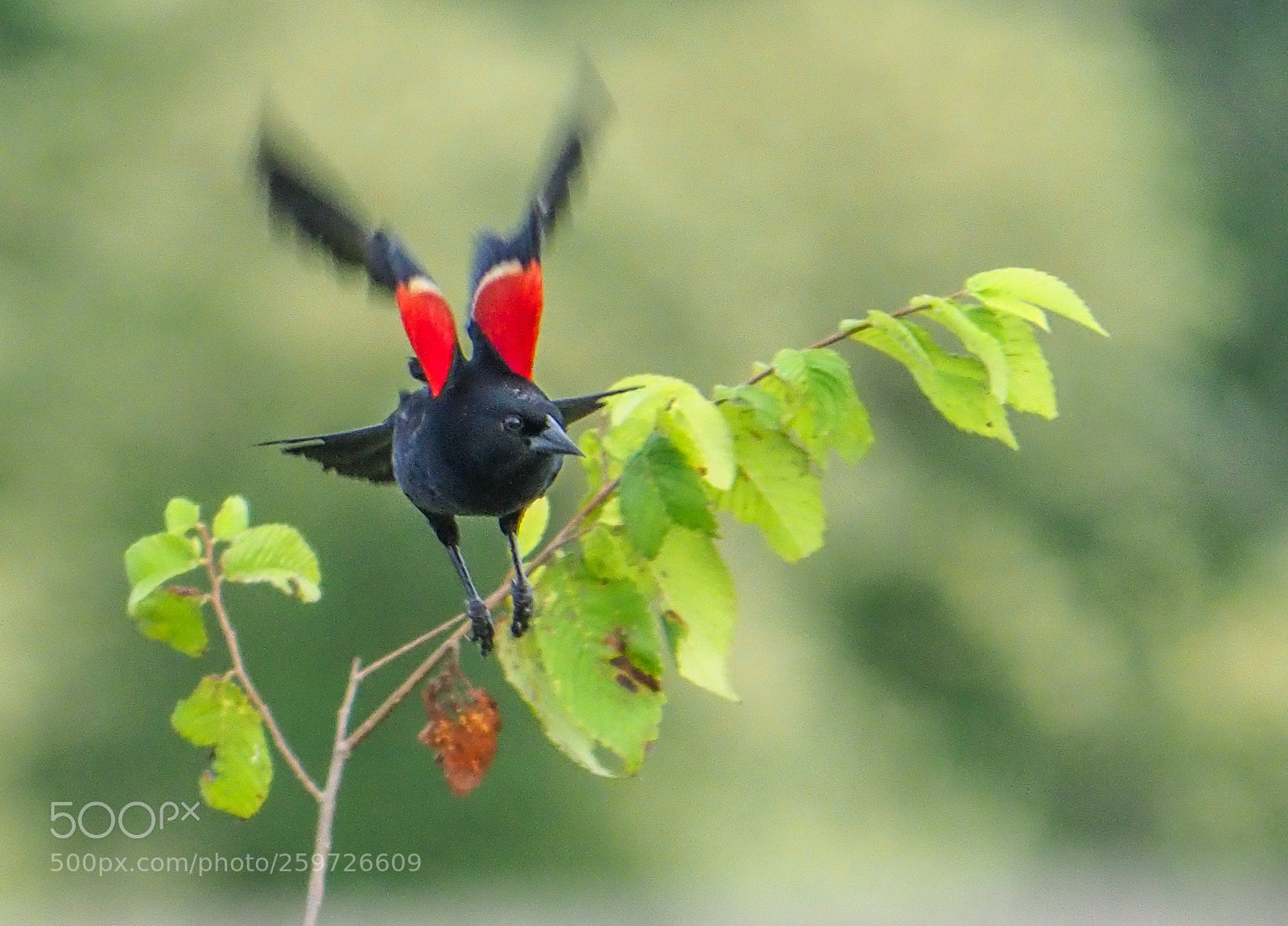 Olympus OM-D E-M1 Mark II sample photo. Red-winged blackbird photography