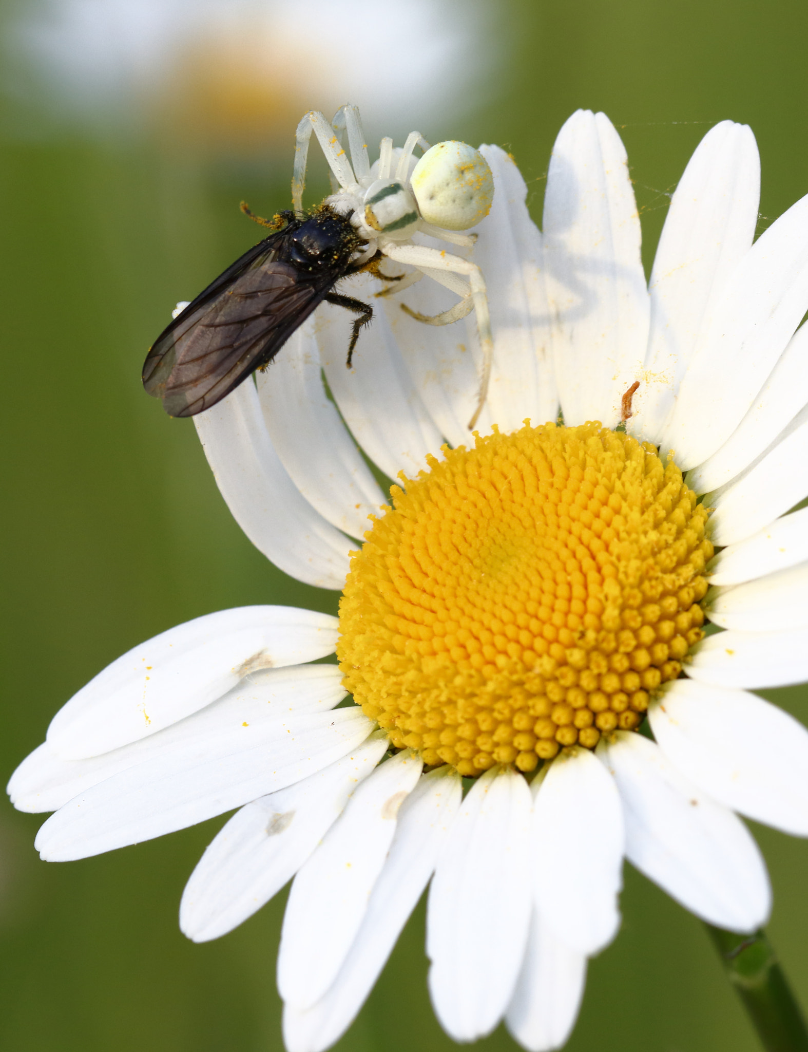 Canon EF 100mm F2.8L Macro IS USM sample photo. Beute photography