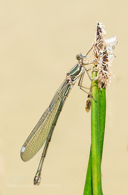 Nikon D7200 sample photo. Cavallet del diable photography