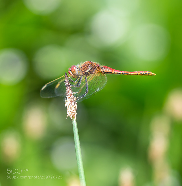 Nikon D7200 sample photo. Odonat photography