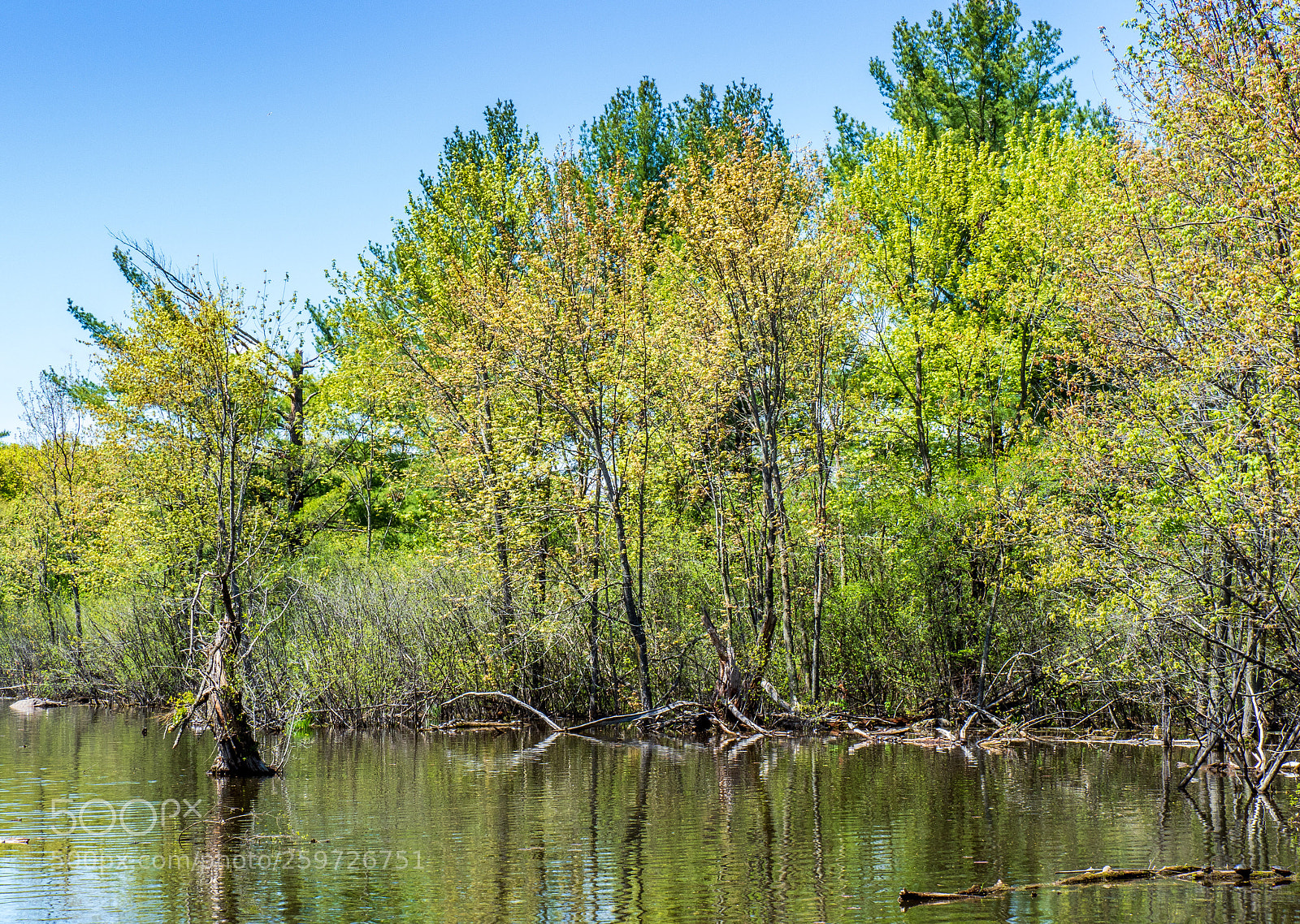 Olympus OM-D E-M1 Mark II sample photo. Trees in spring mud photography