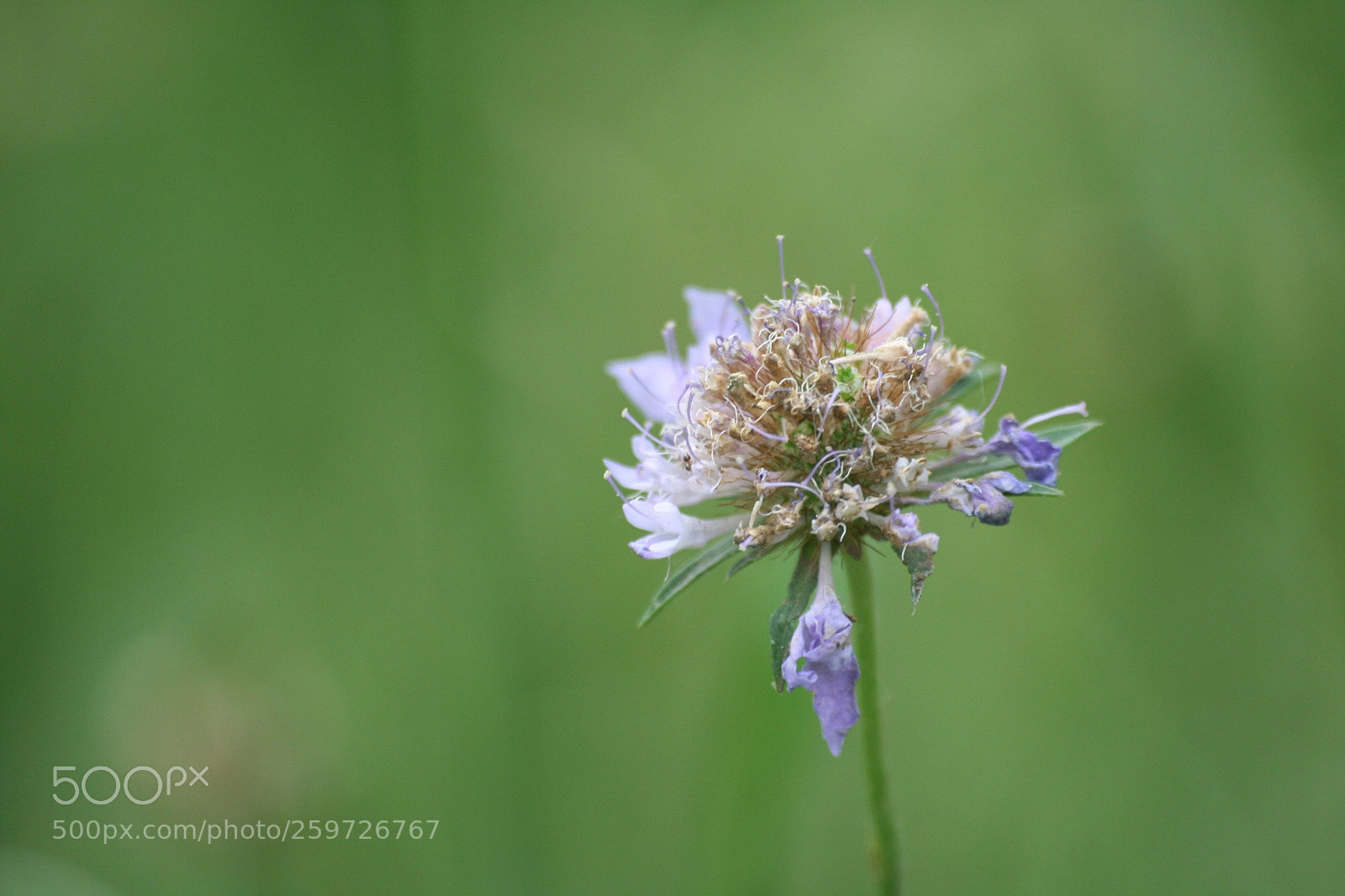 Canon EOS 350D (EOS Digital Rebel XT / EOS Kiss Digital N) sample photo. Scabiosa columbaria photography