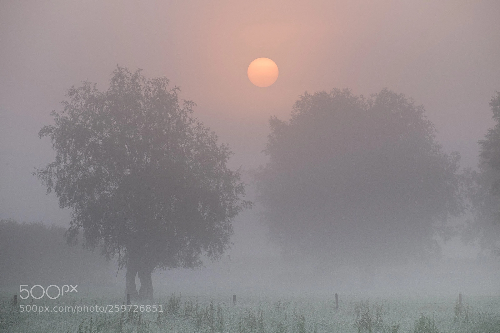 Fujifilm X-M1 sample photo. Perfect misty filter photography