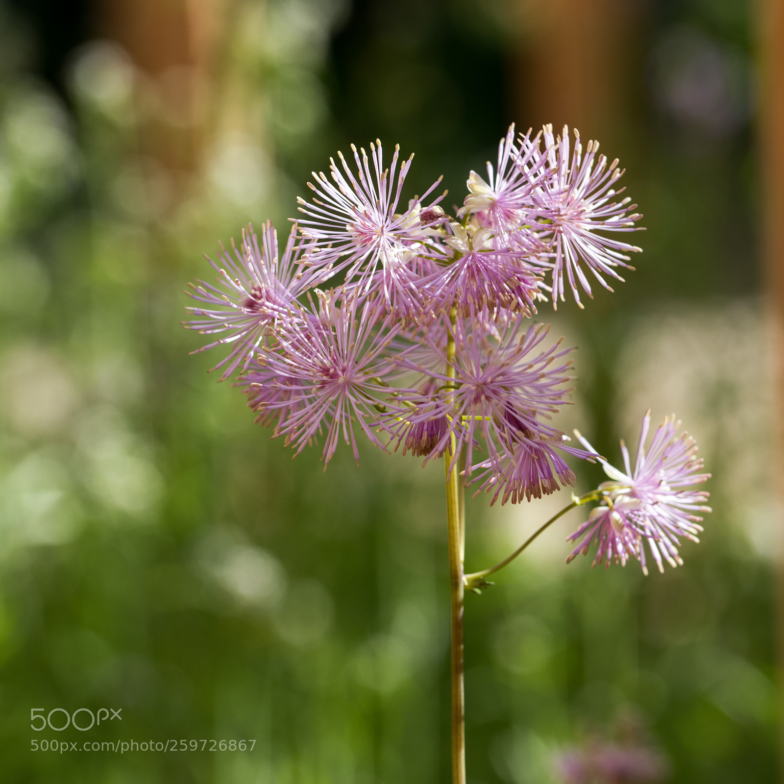 Canon EOS 5D Mark IV sample photo. Delicatesse photography