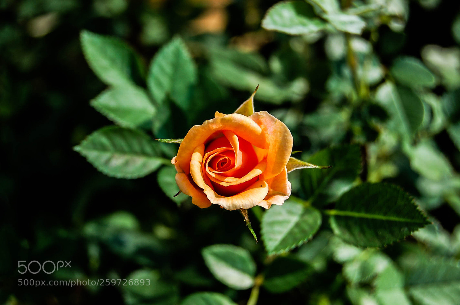 Nikon D40 sample photo. Orange rose photography