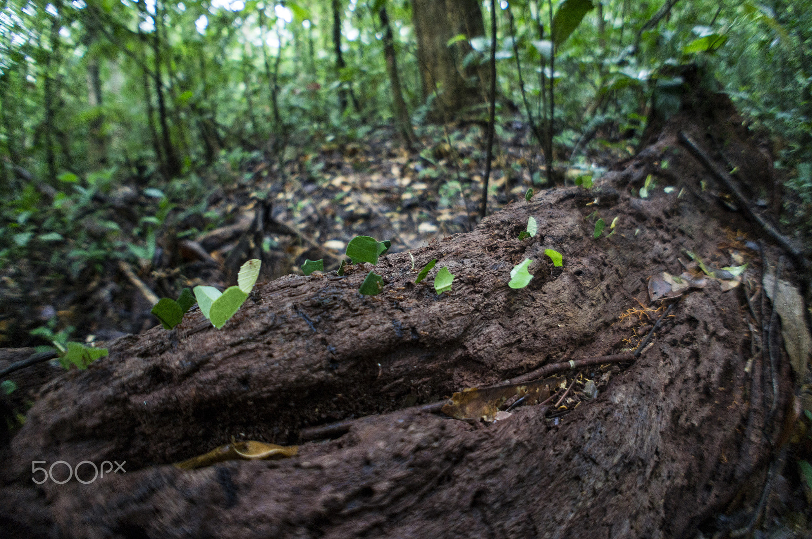 Sony Alpha NEX-C3 sample photo. Fourmis manioc photography