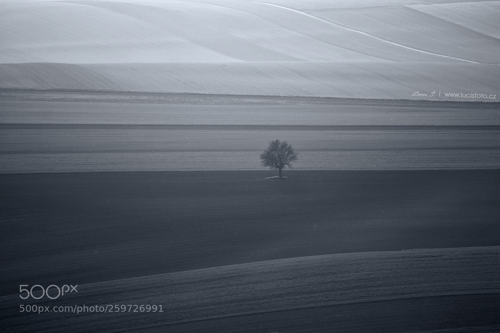Canon EOS 80D sample photo. Lonely tree photography