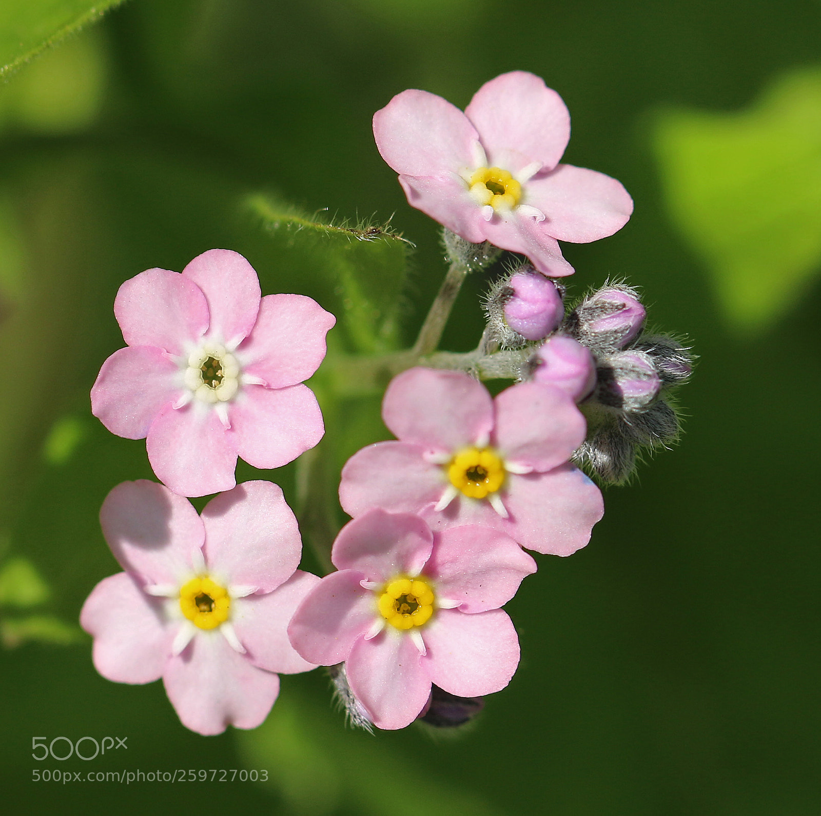 Canon EOS 70D sample photo. Pink forget-me-not photography